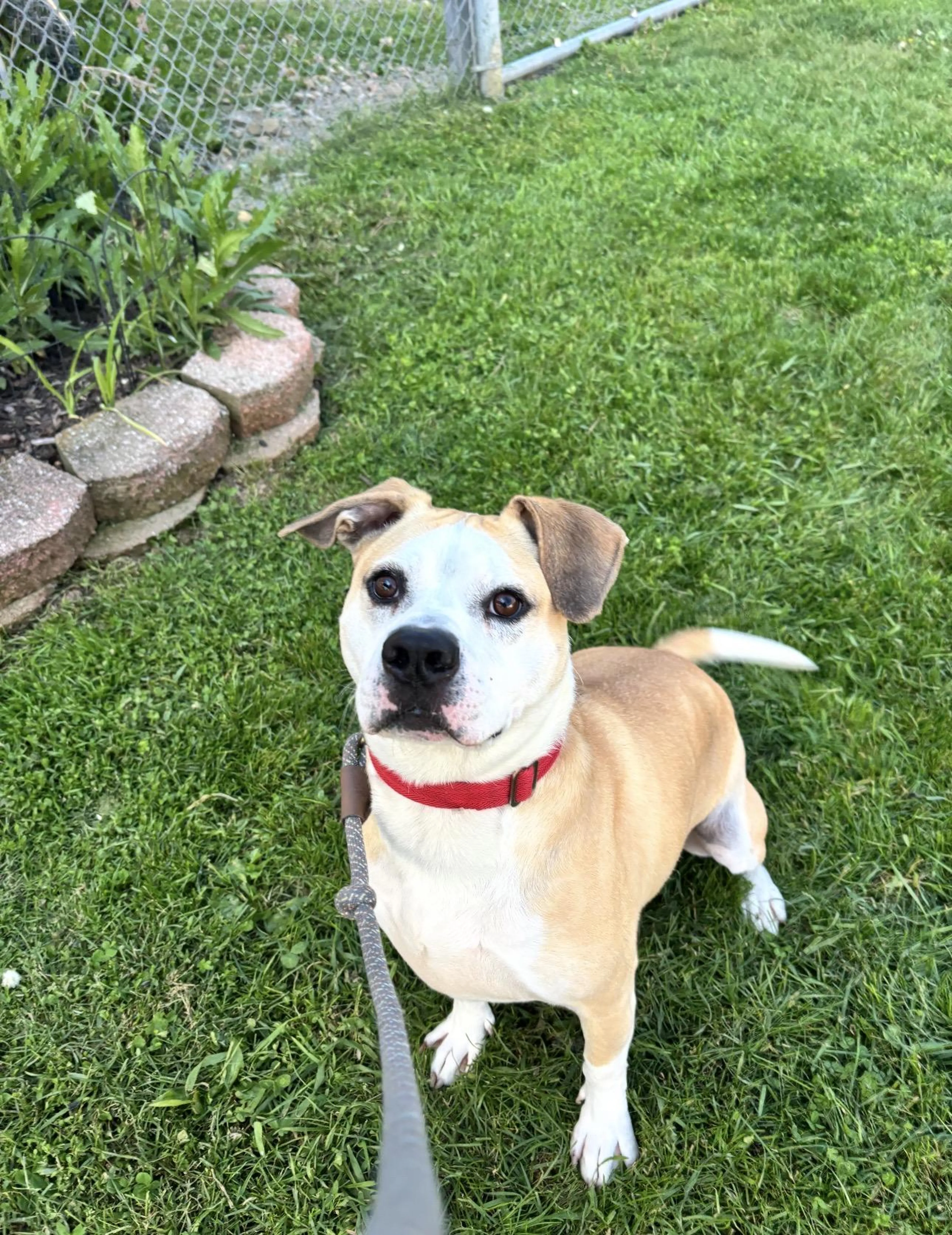 Found pet-1
