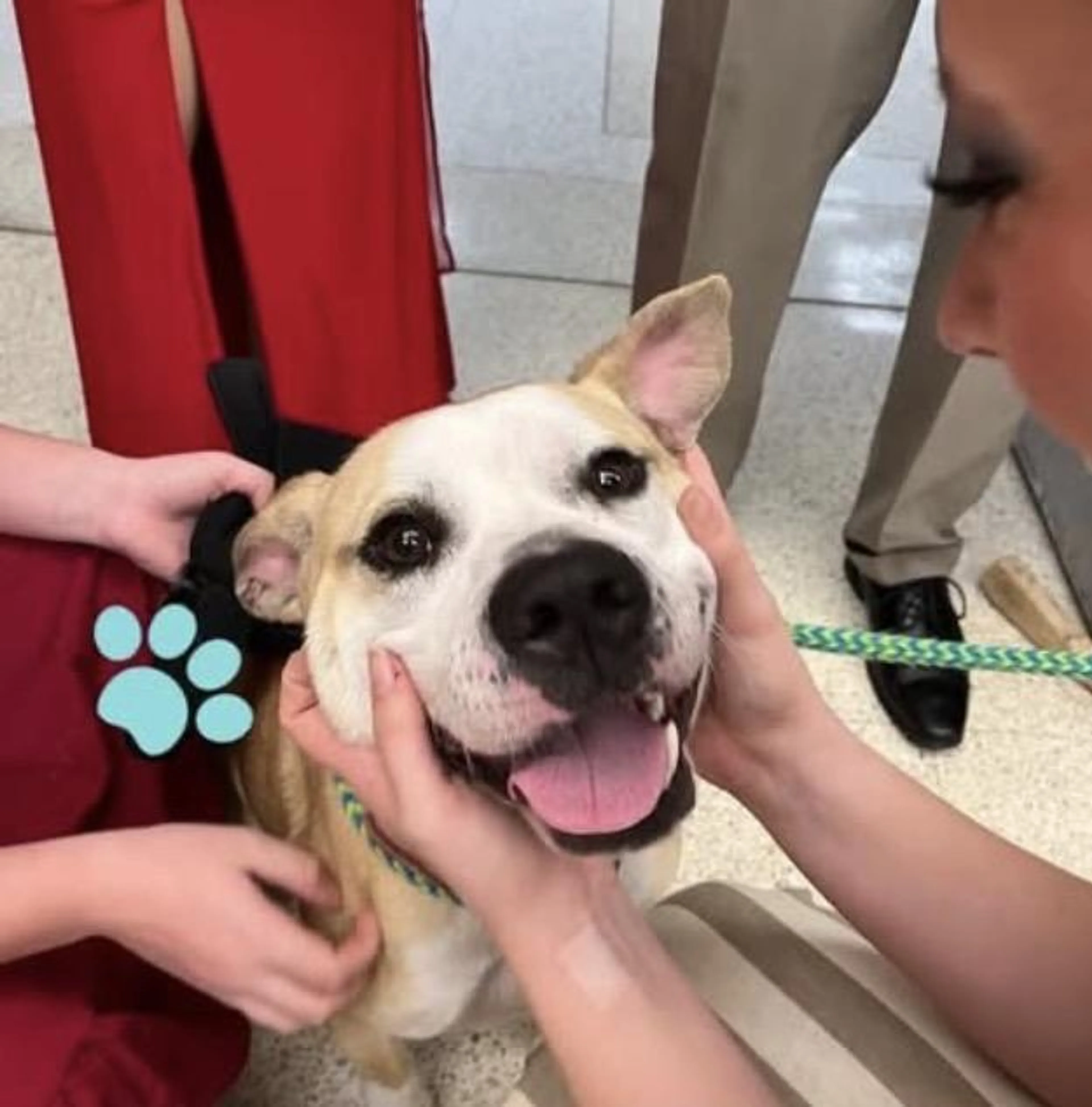 Found pet-2