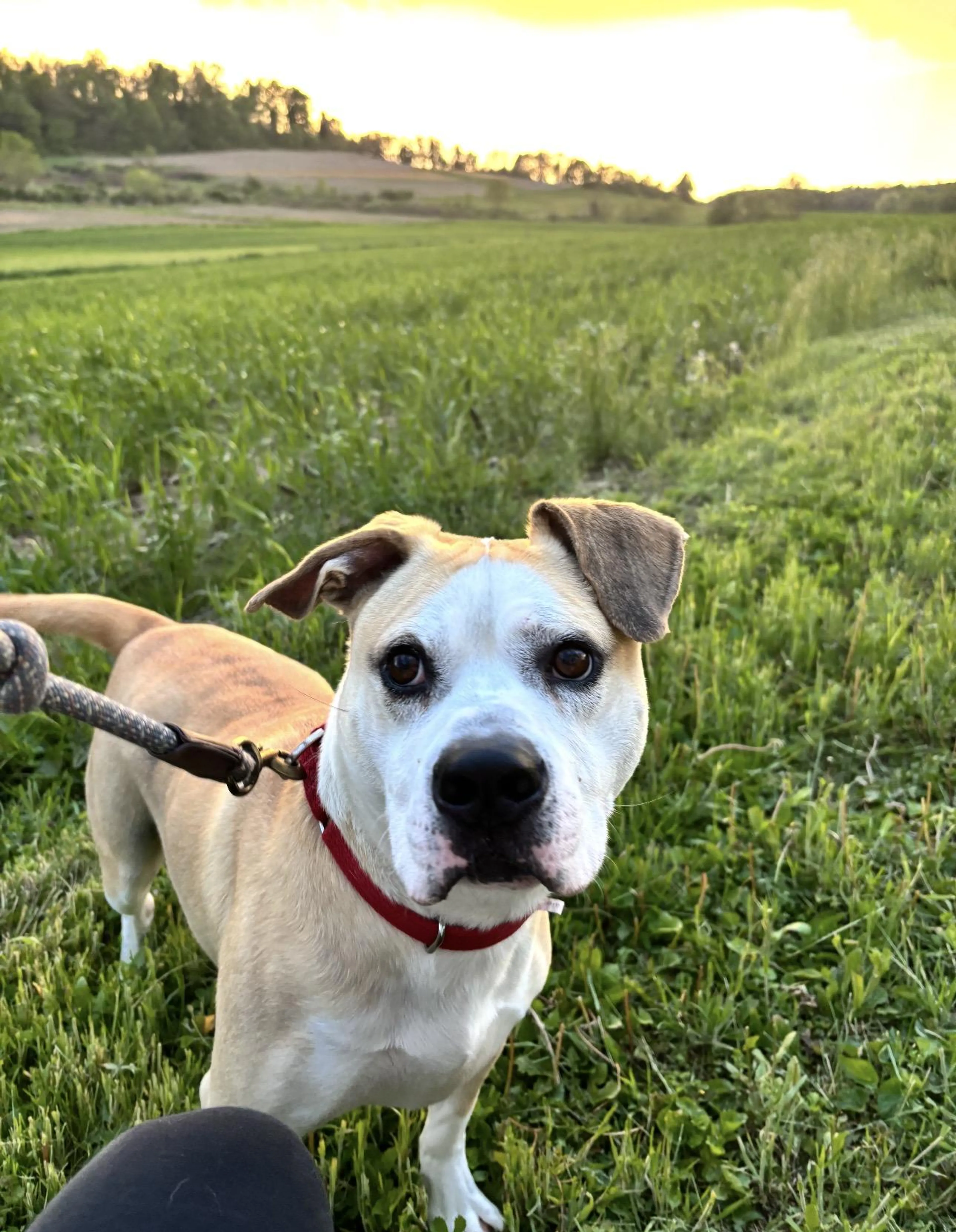 Found pet-5