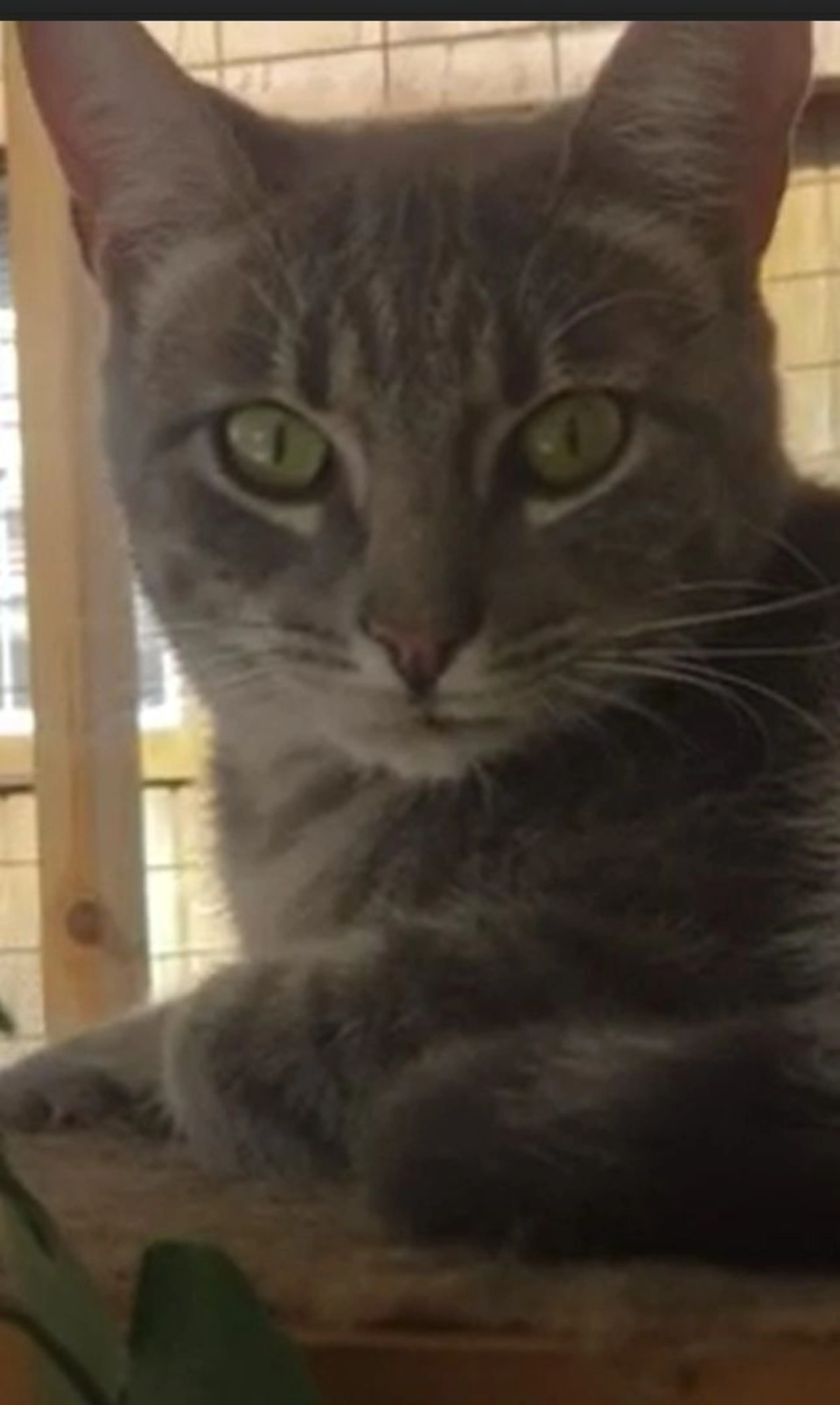 Found pet-1
