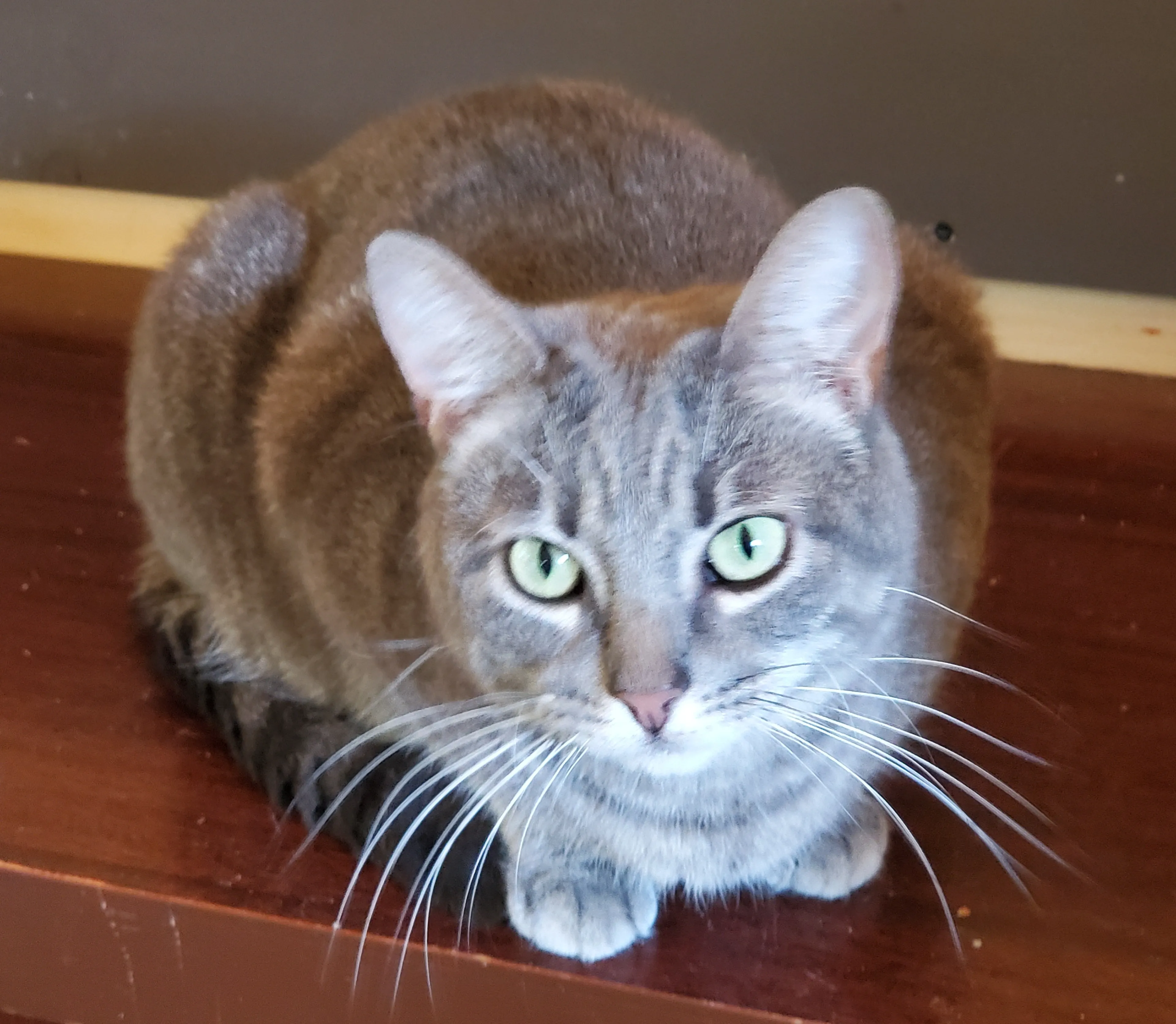 Found pet-2