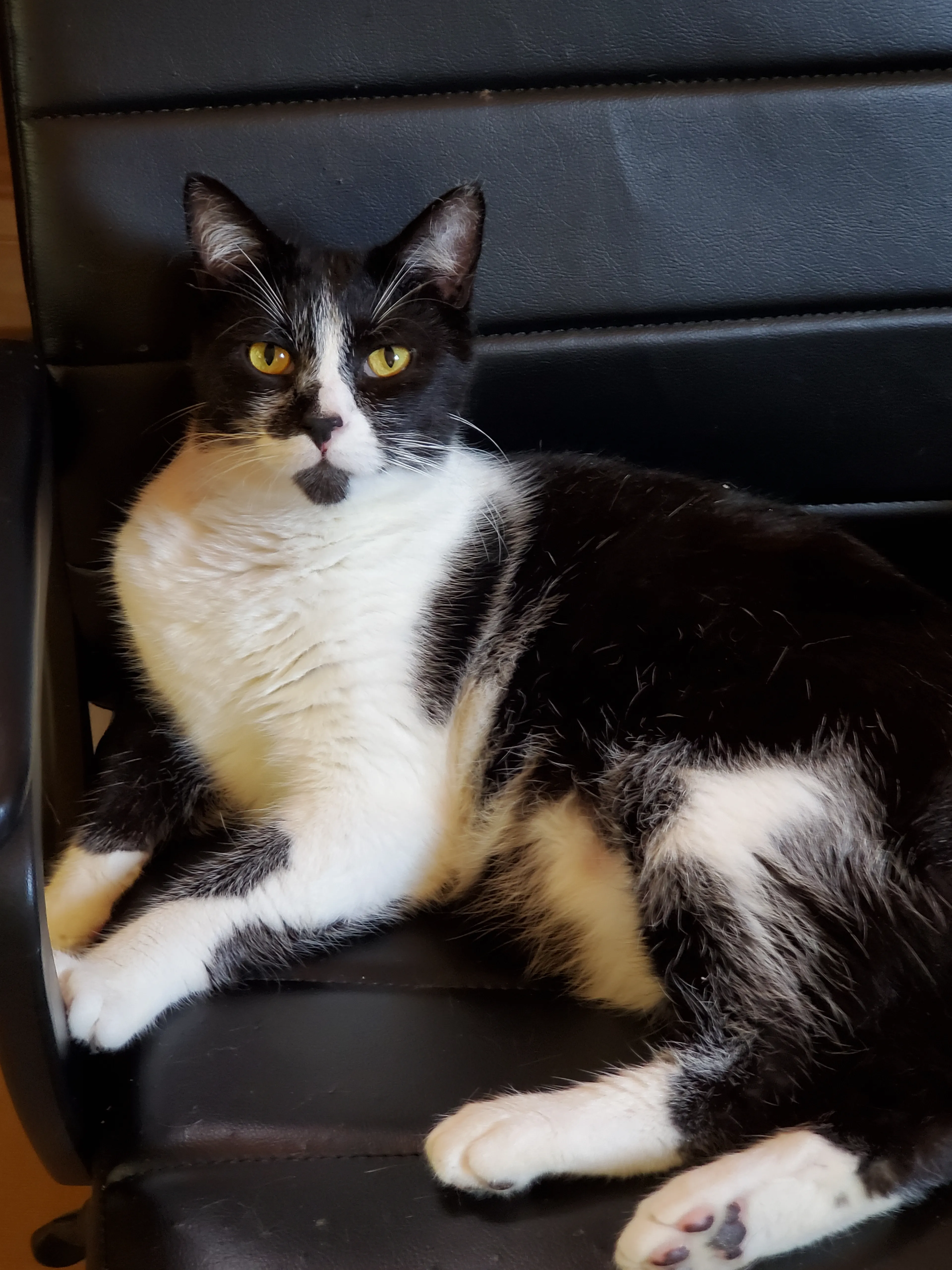 Found pet-3