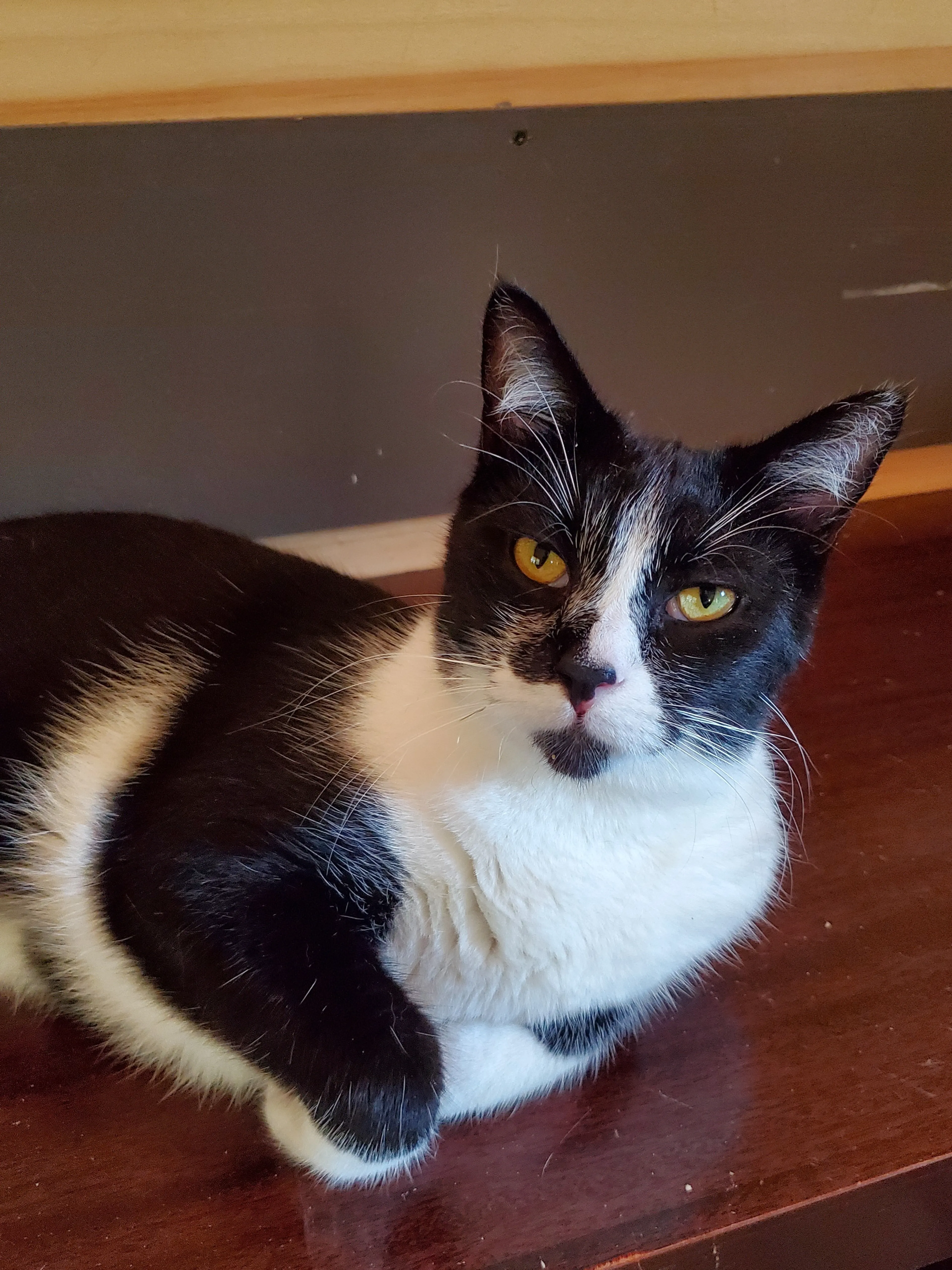 Found pet-2