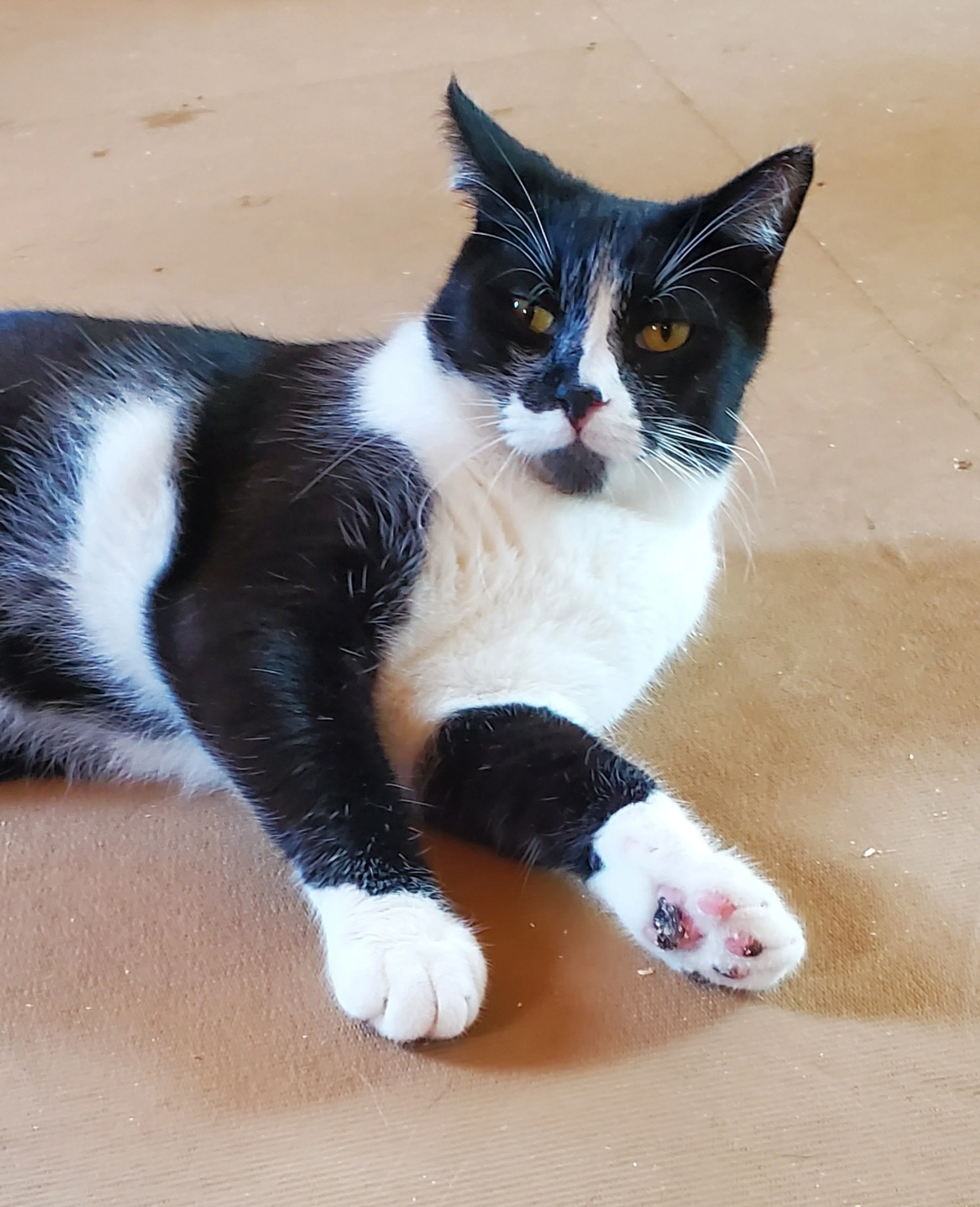 Found pet-1