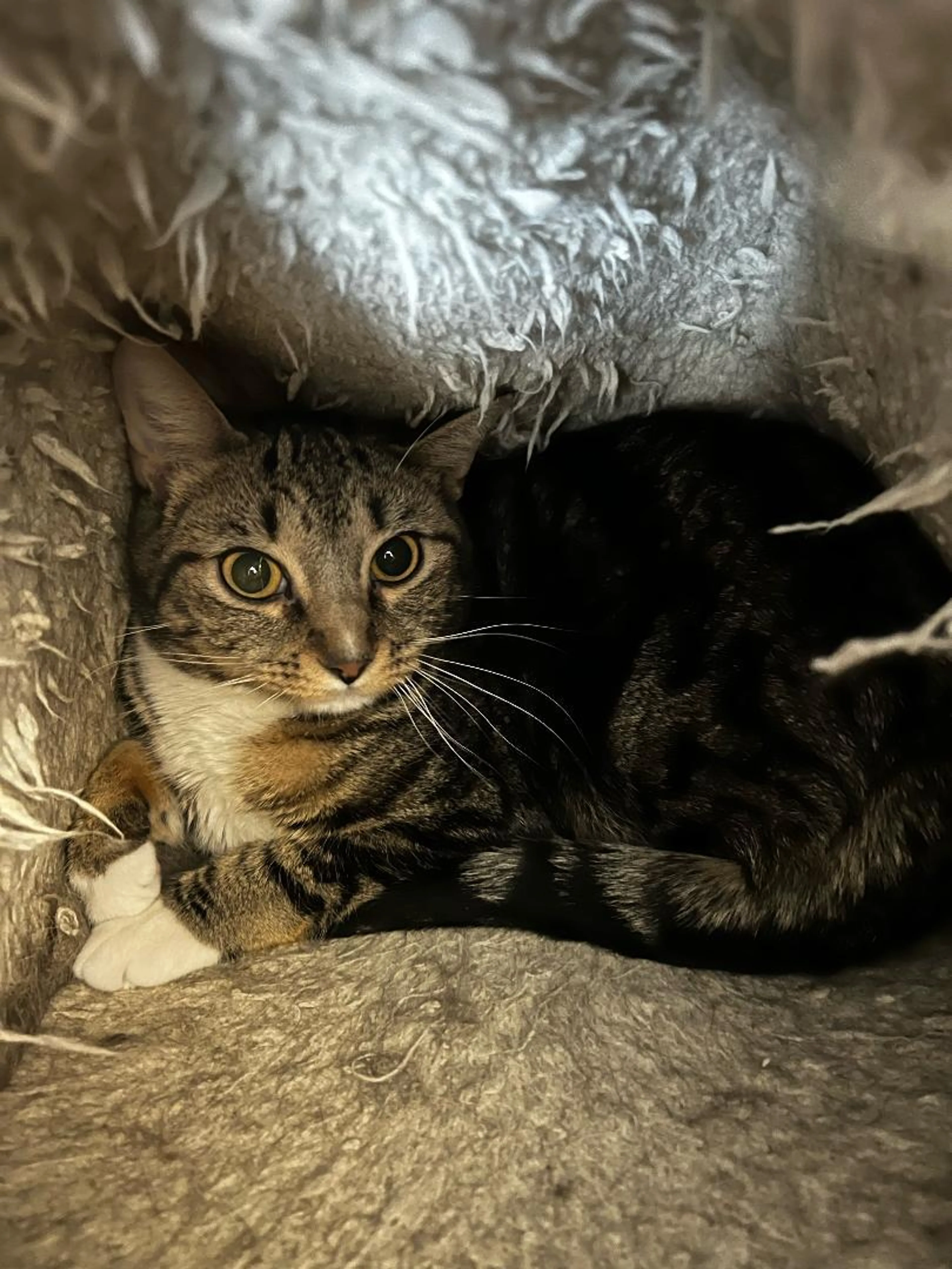 Found pet-1