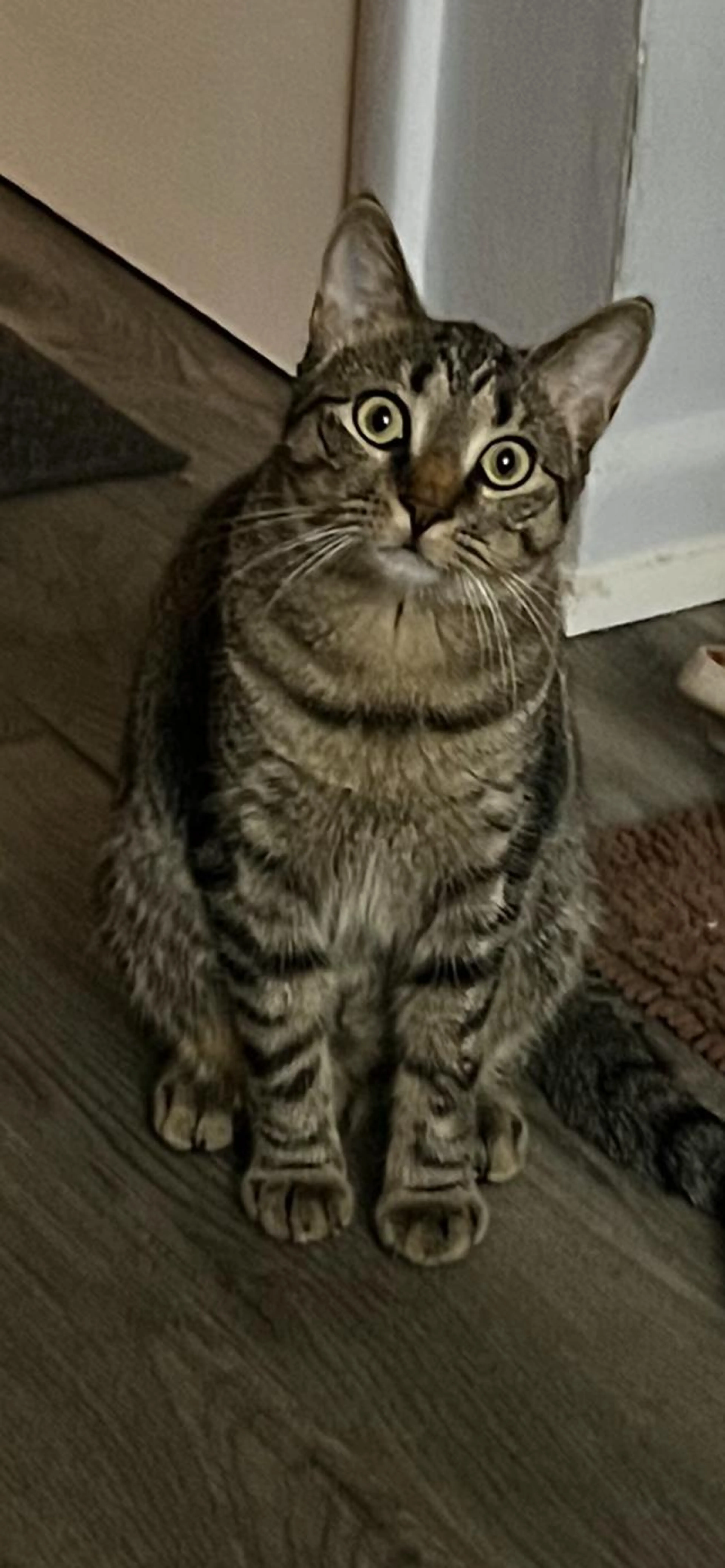Found pet-2