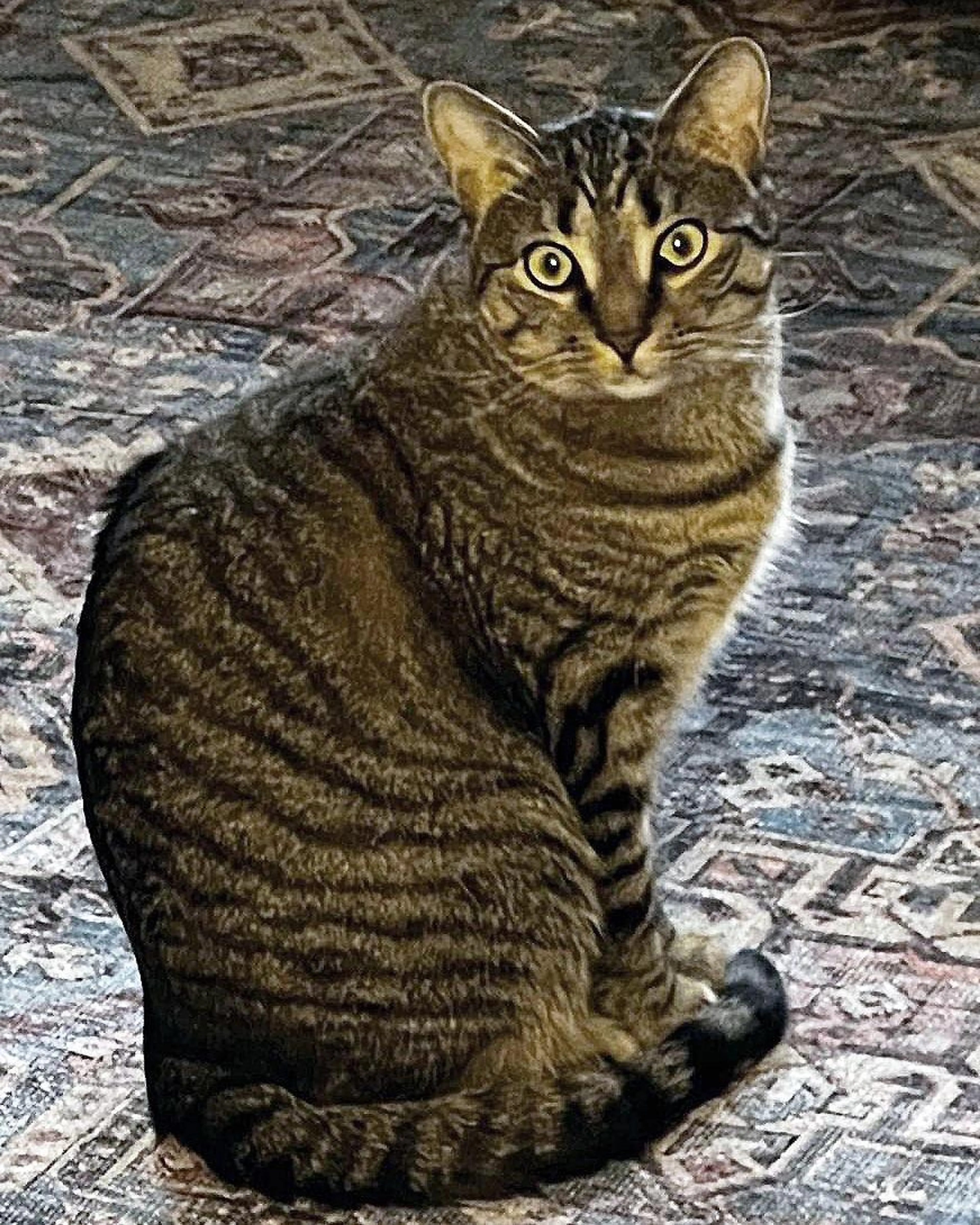 Found pet-0