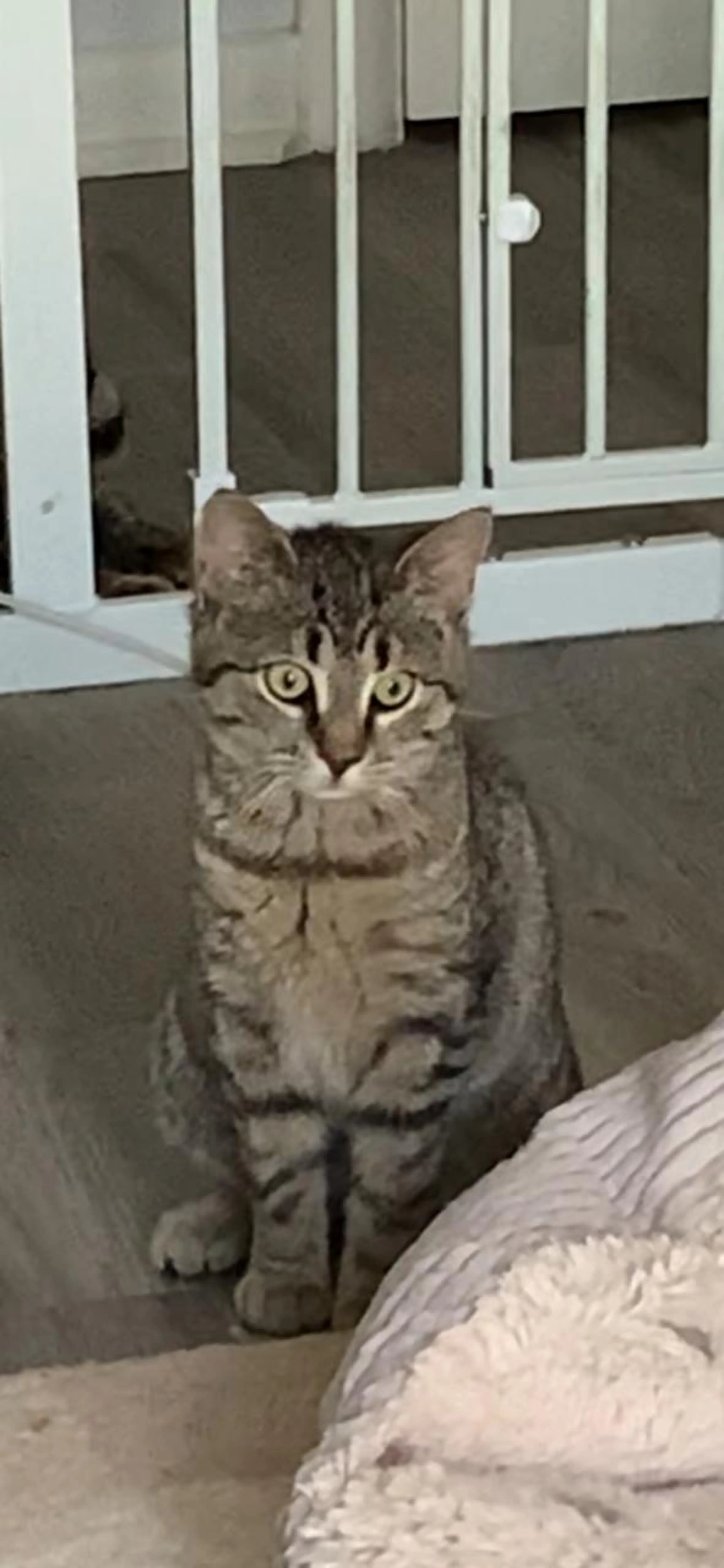 Found pet-1
