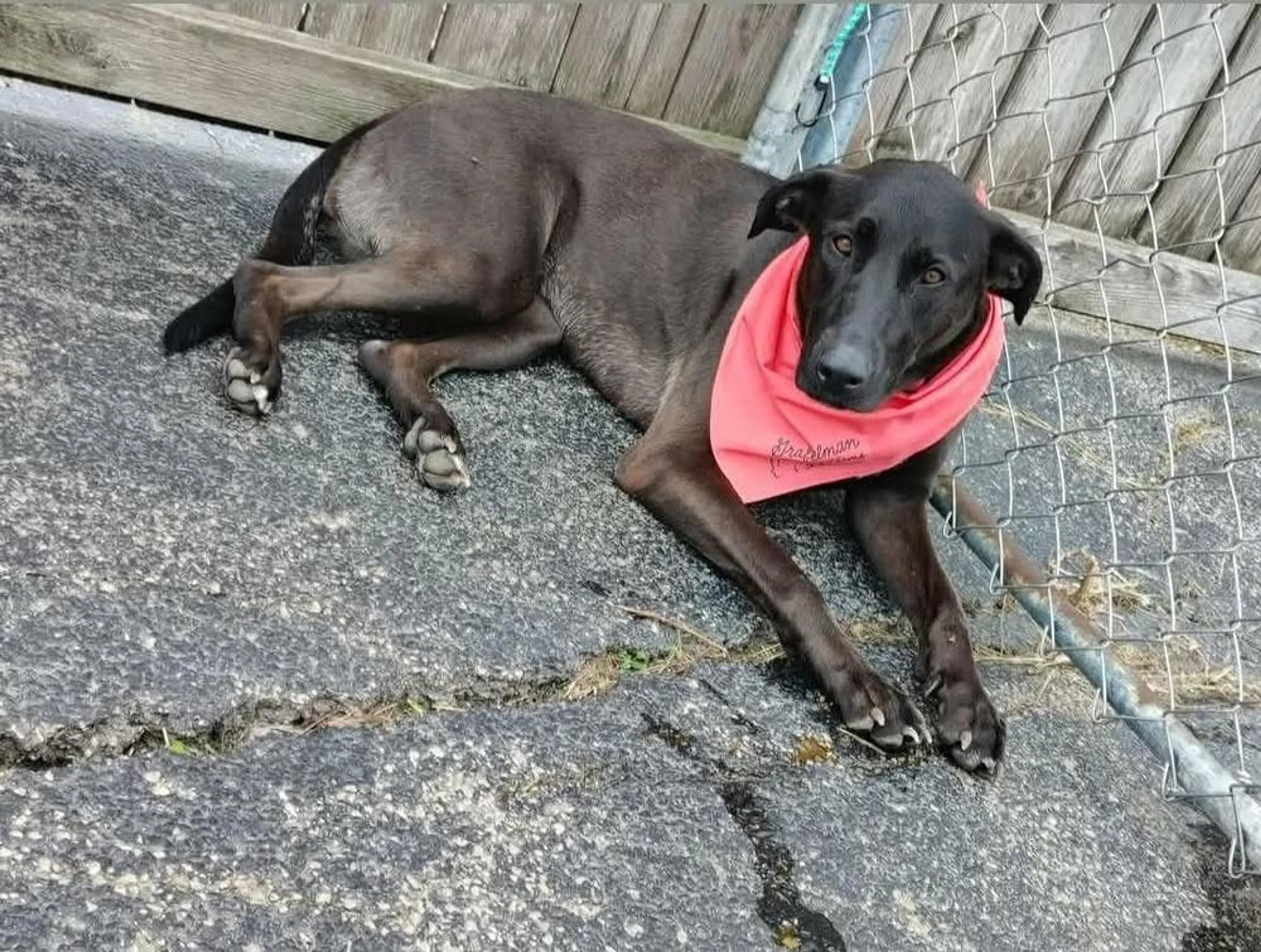 Found pet-1