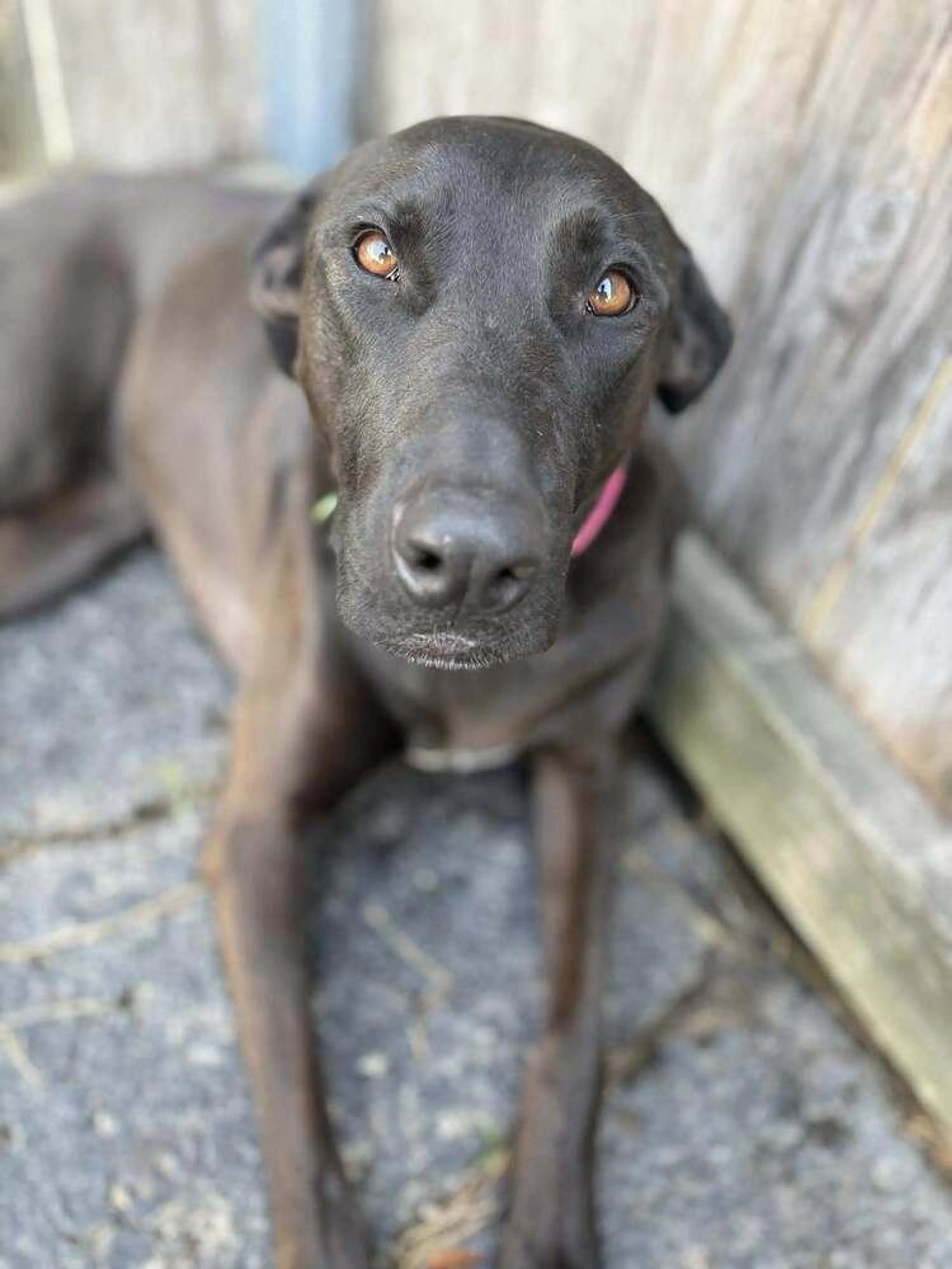 Found pet-5