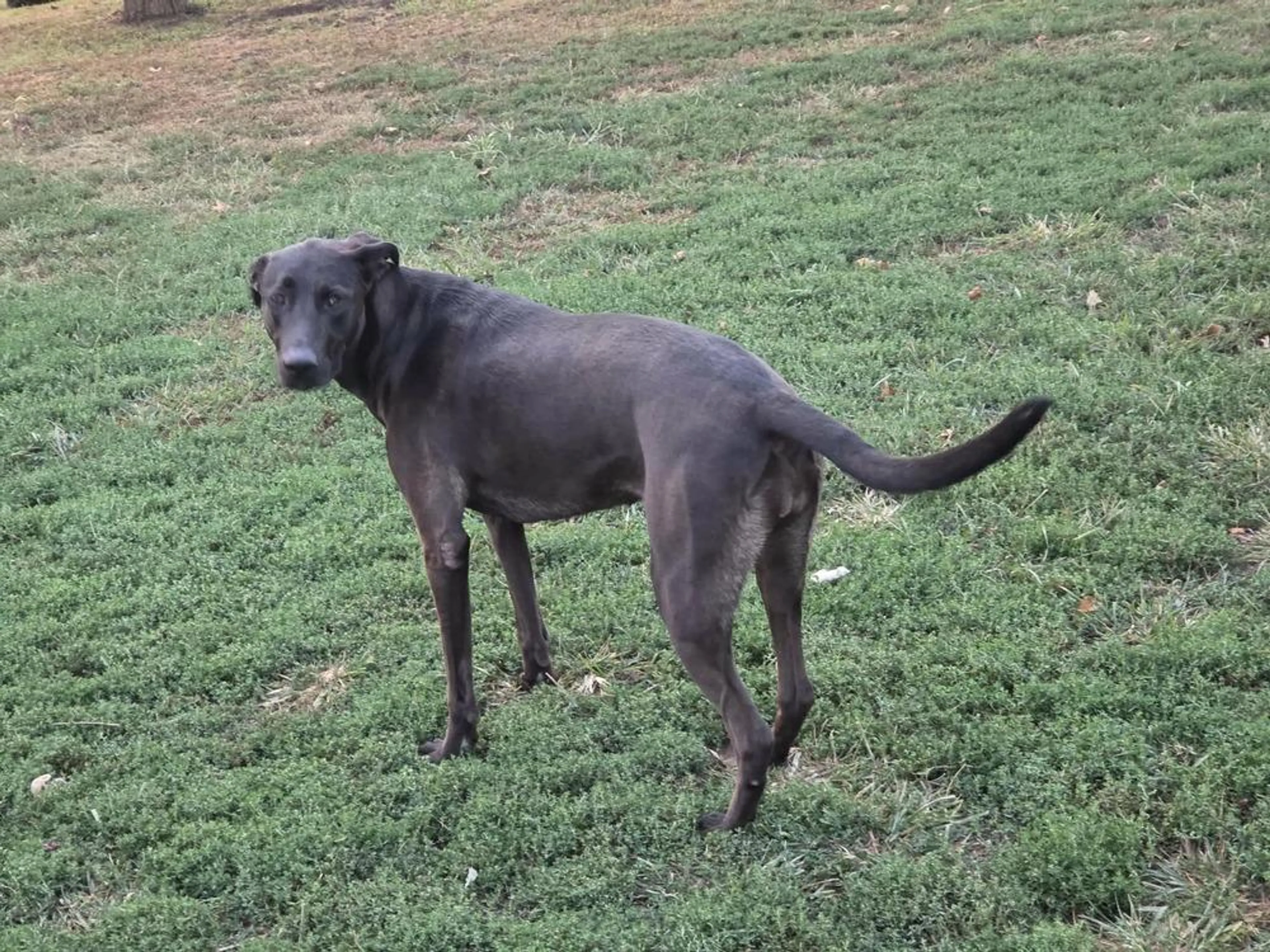 Found pet-3