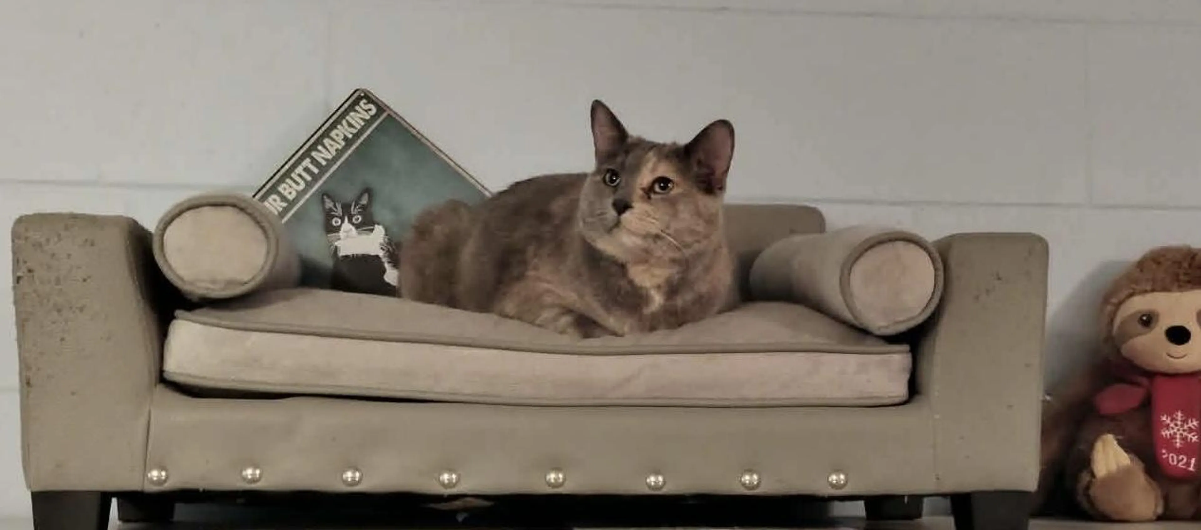 Found pet-2