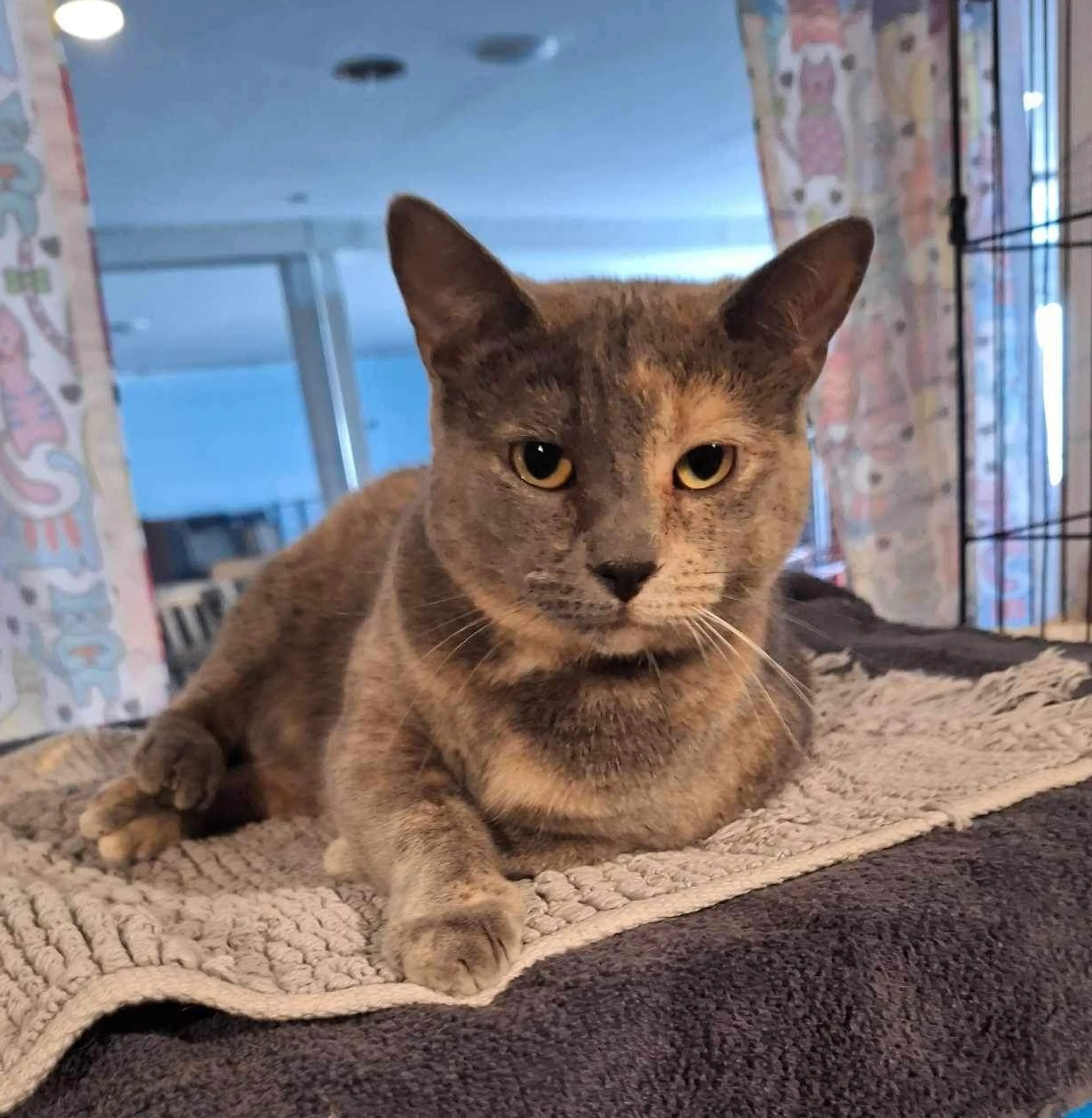 Found pet-3