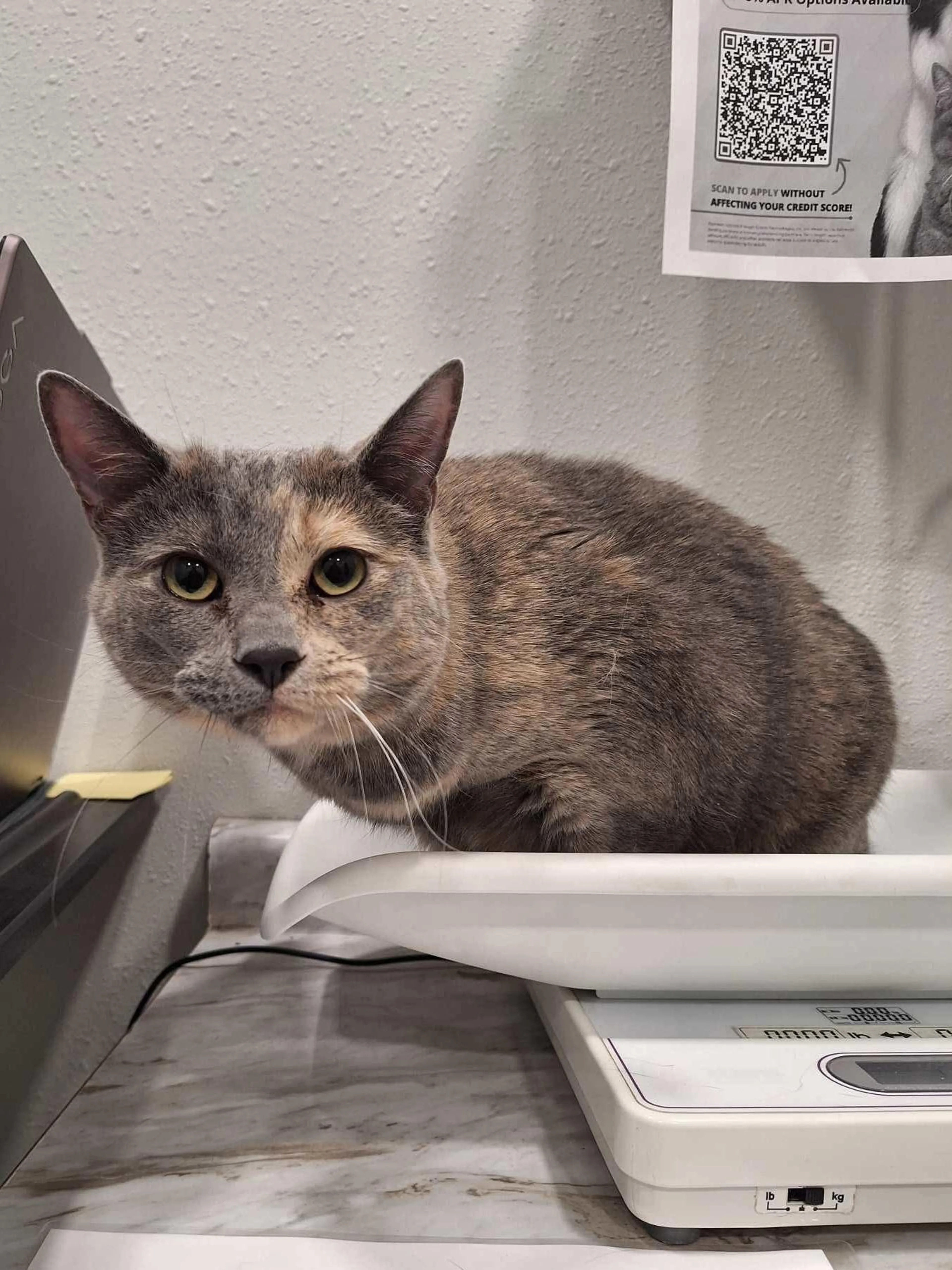 Found pet-0