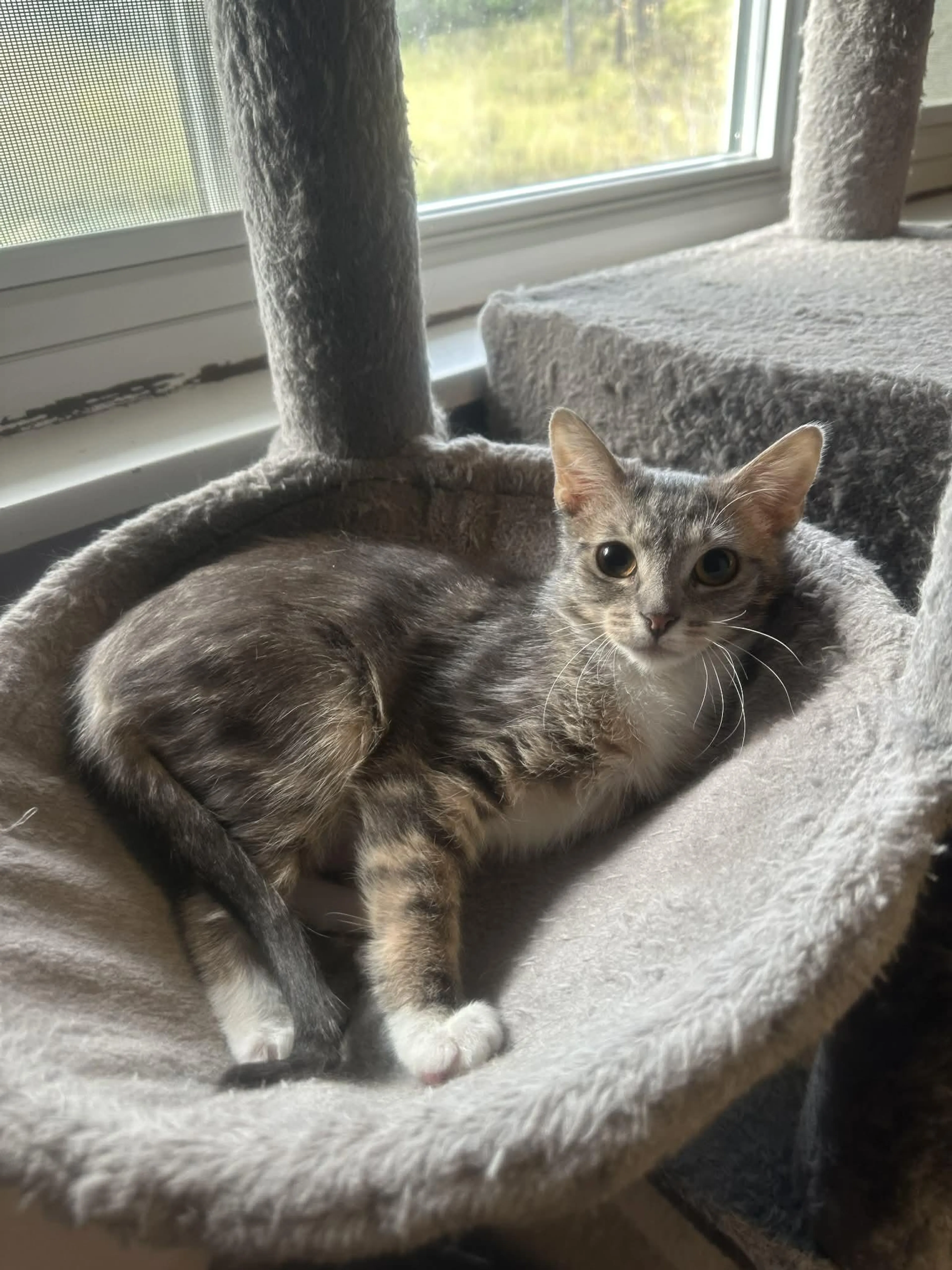 Found pet-0