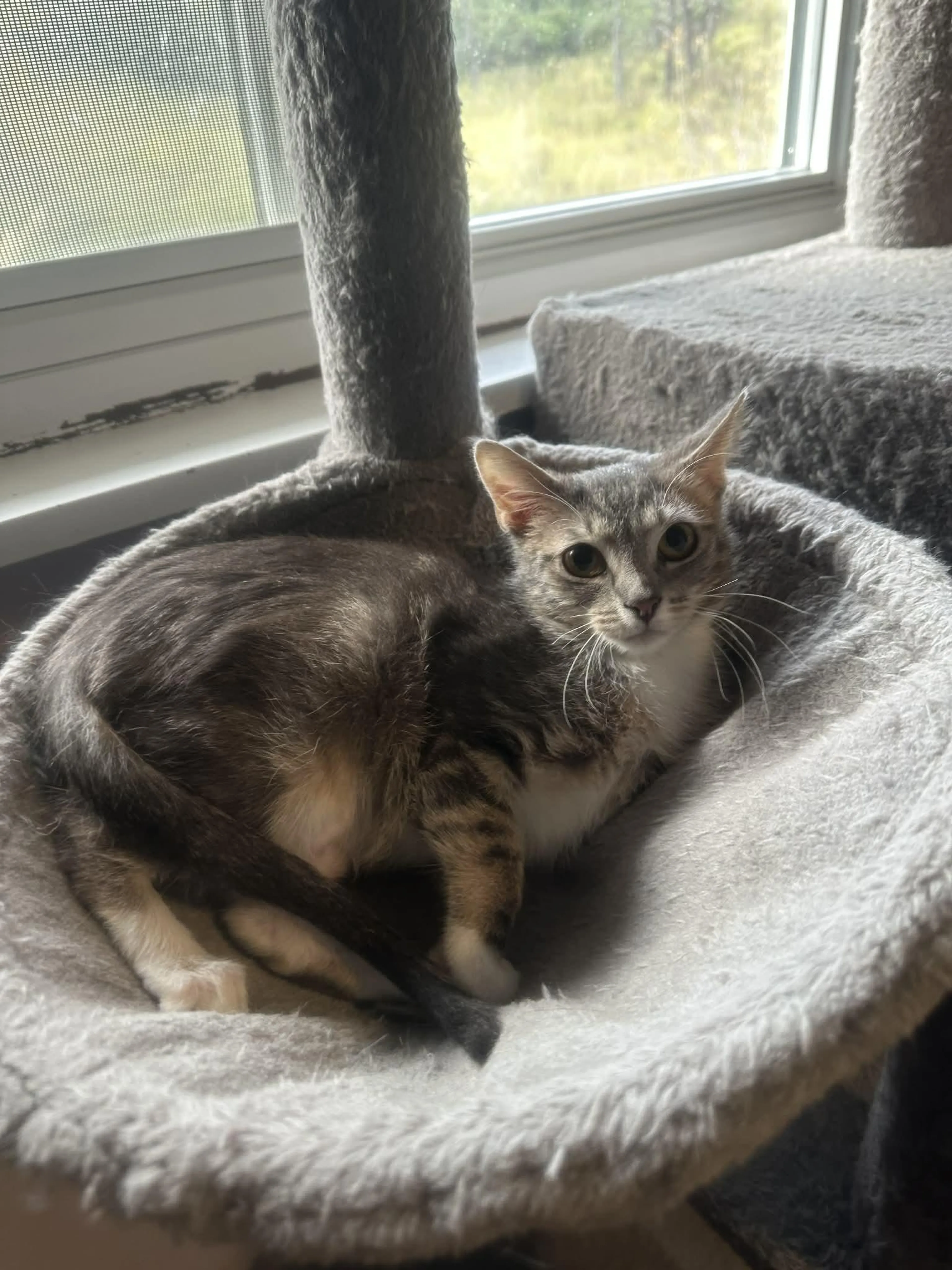 Found pet-1
