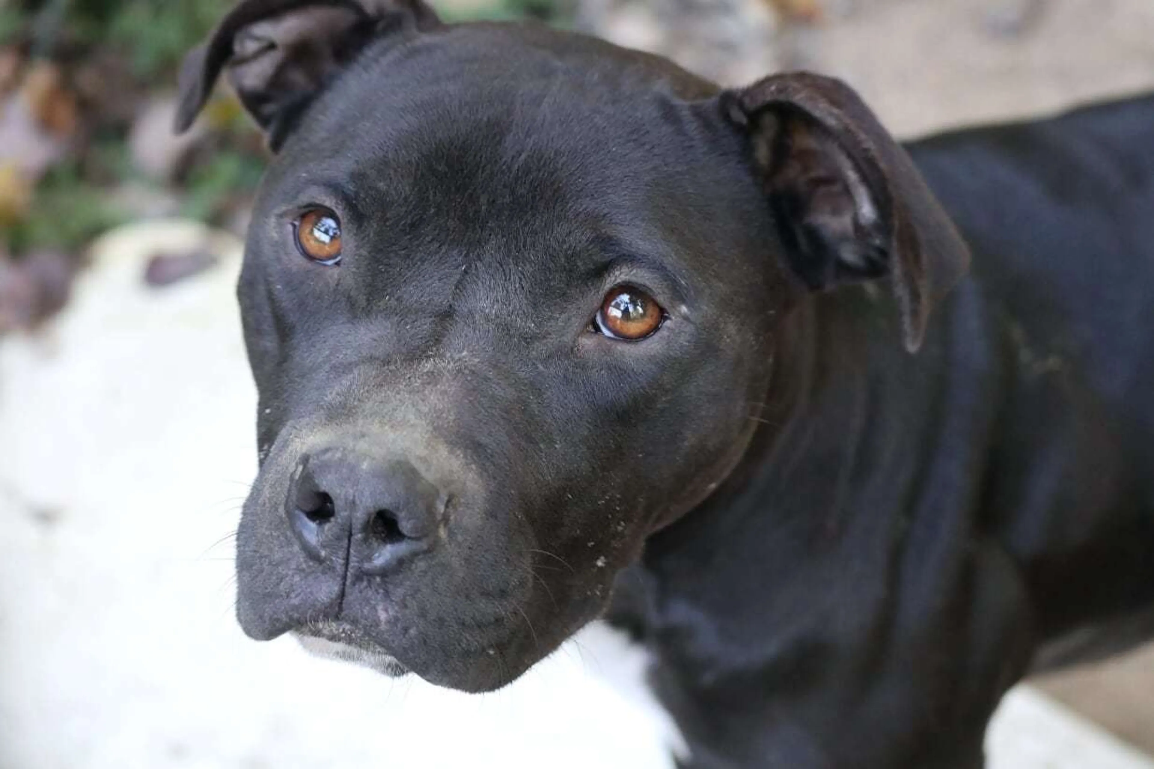 Found pet-1