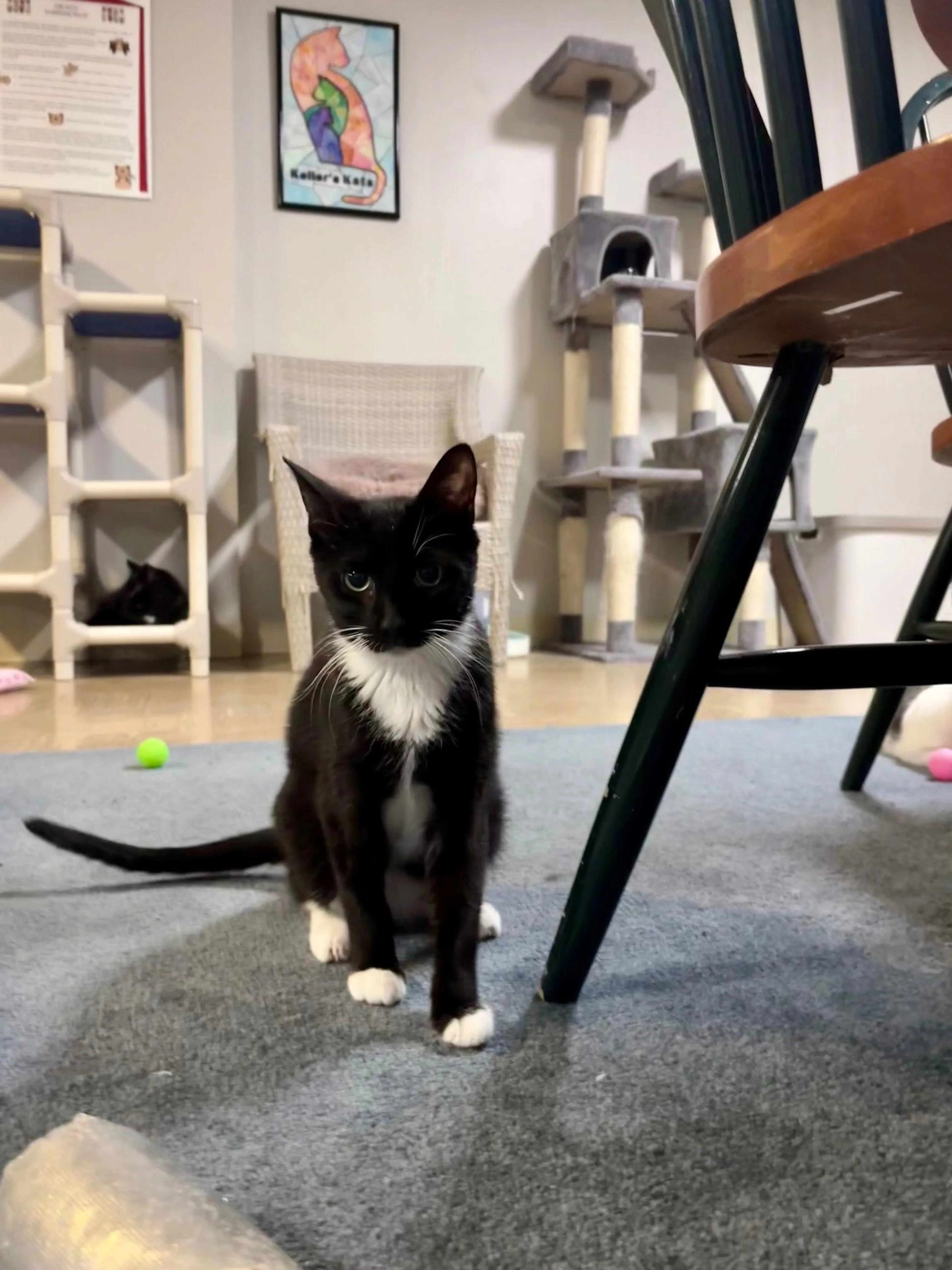 Found pet