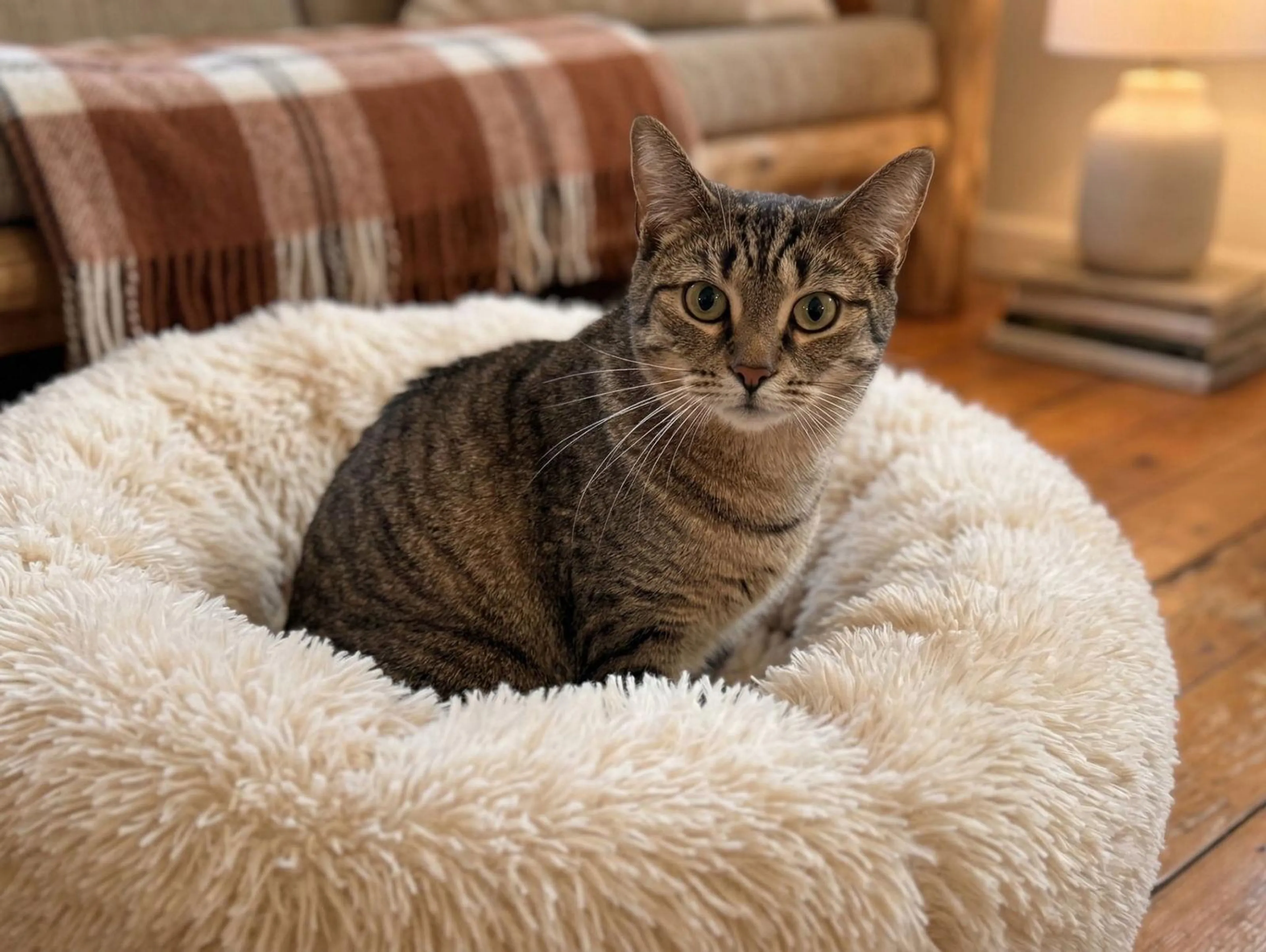 Found pet-2