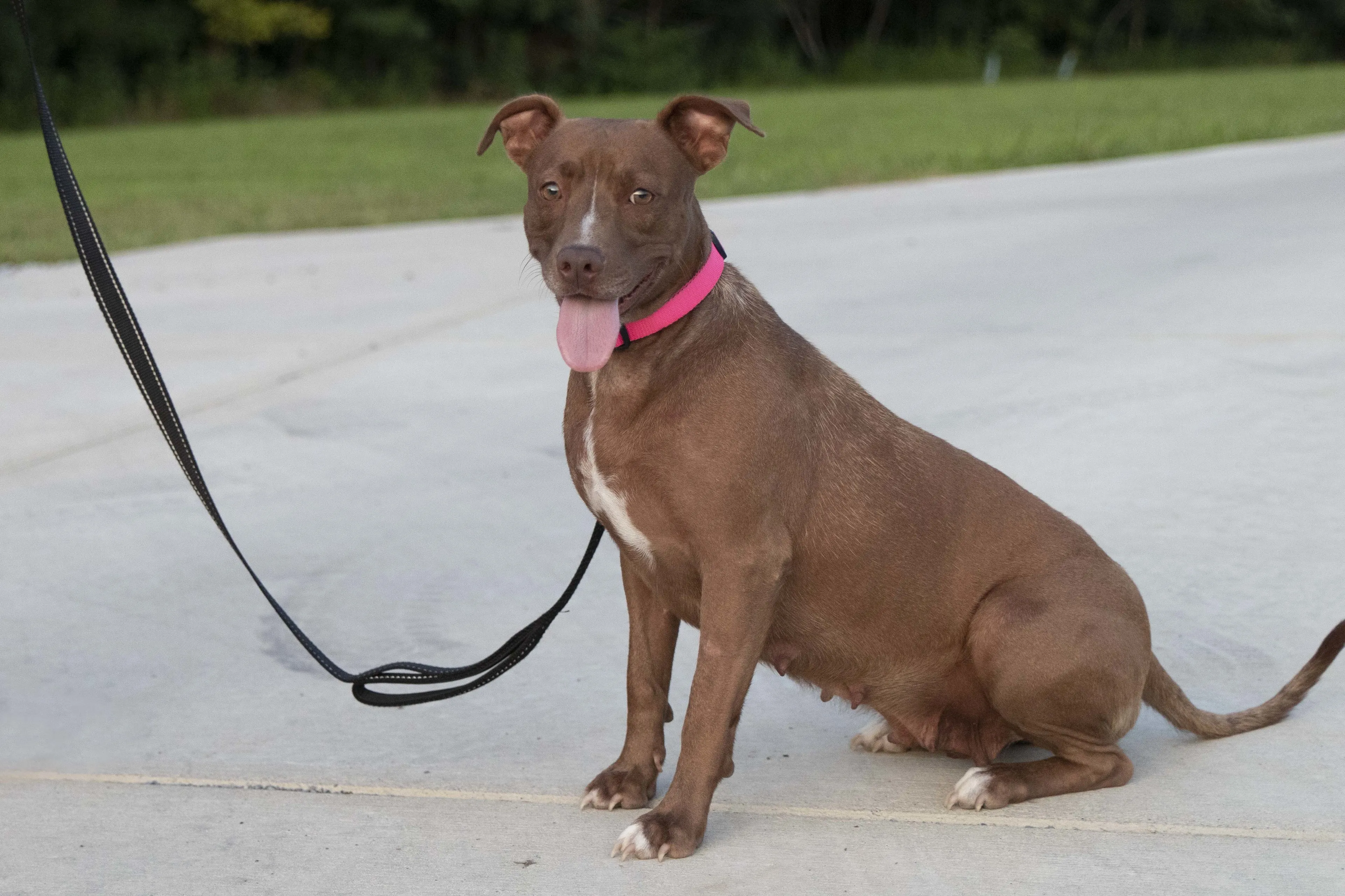 Found pet-2
