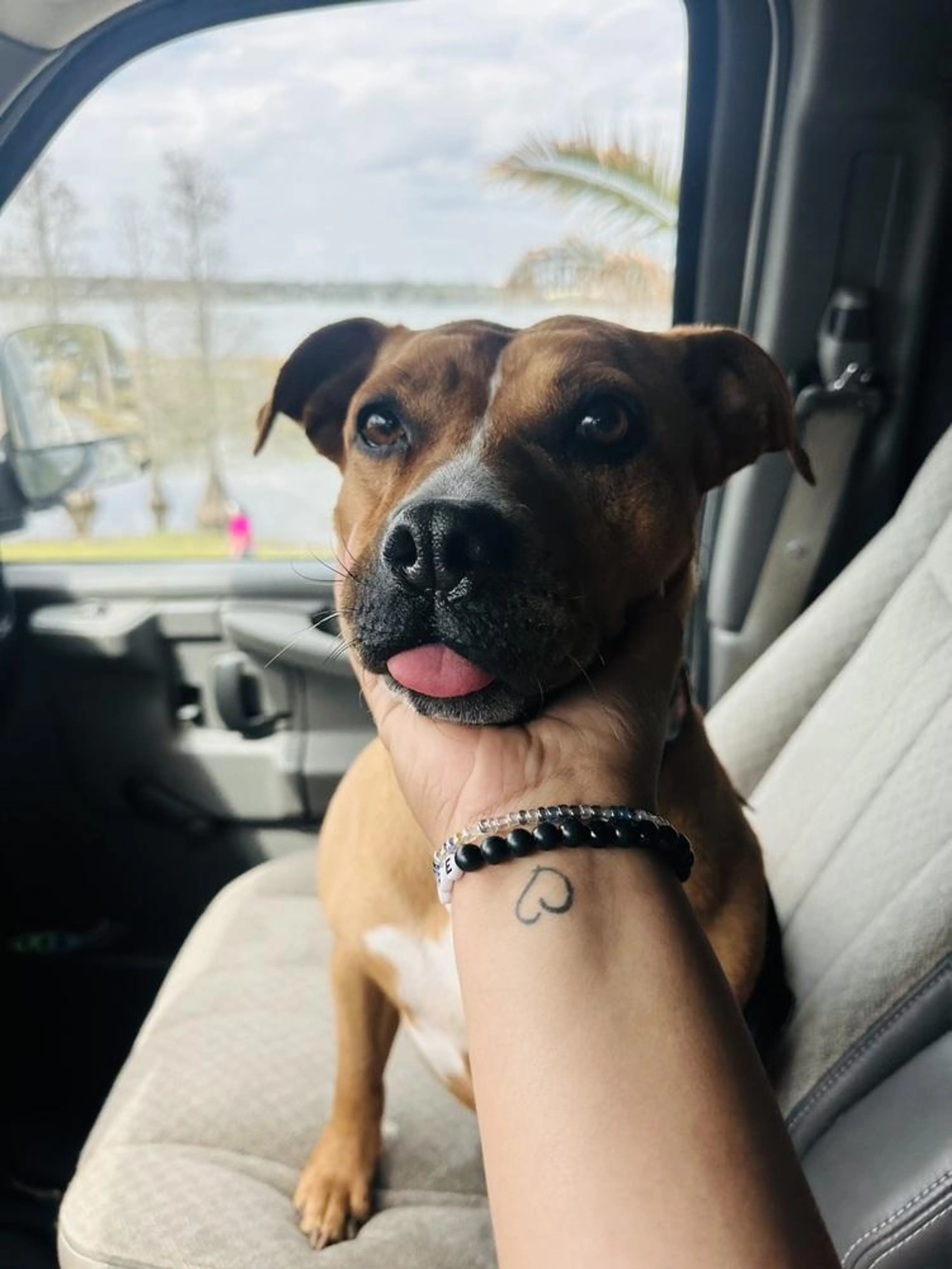 Found pet-2