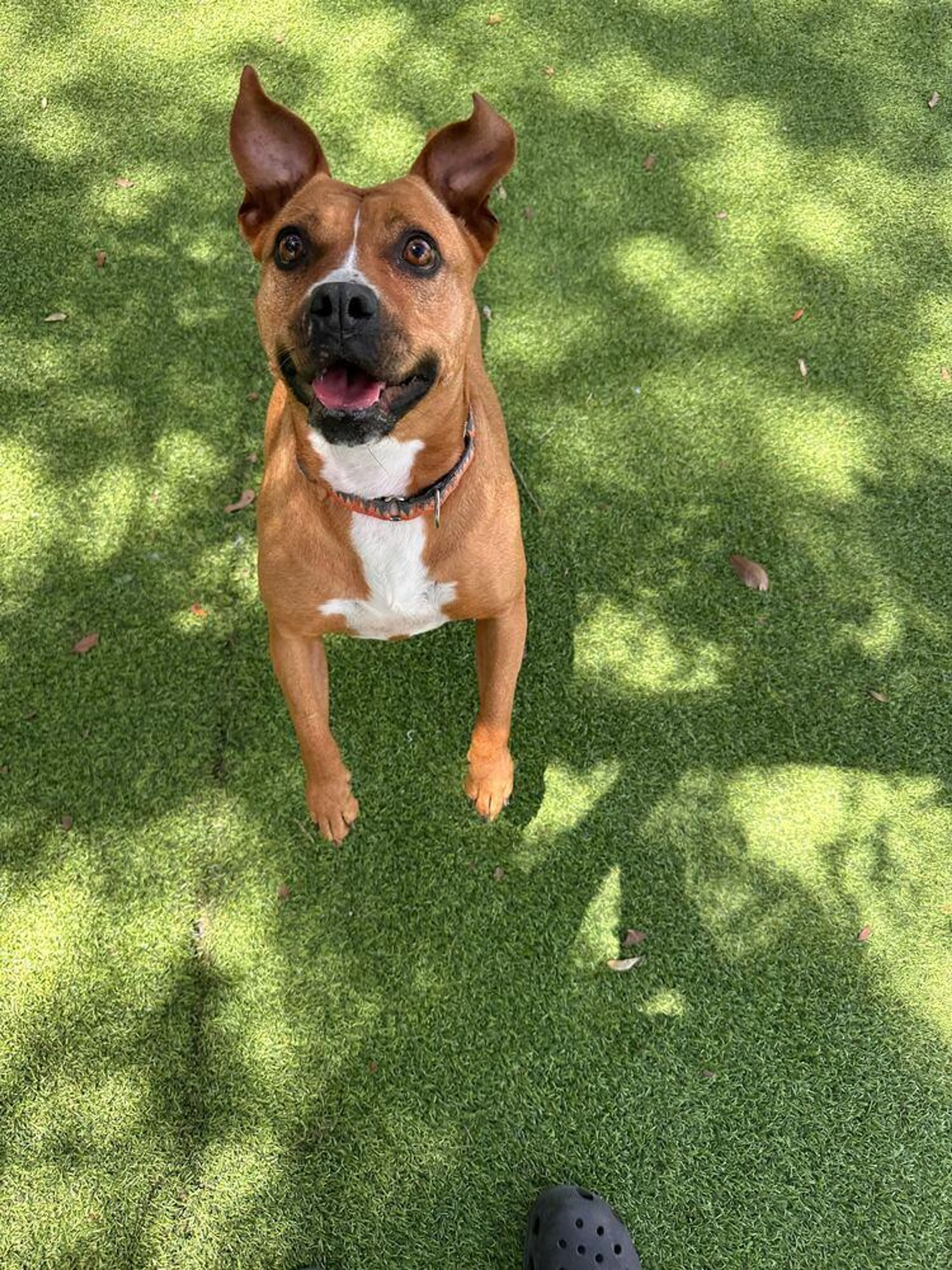 Found pet-4