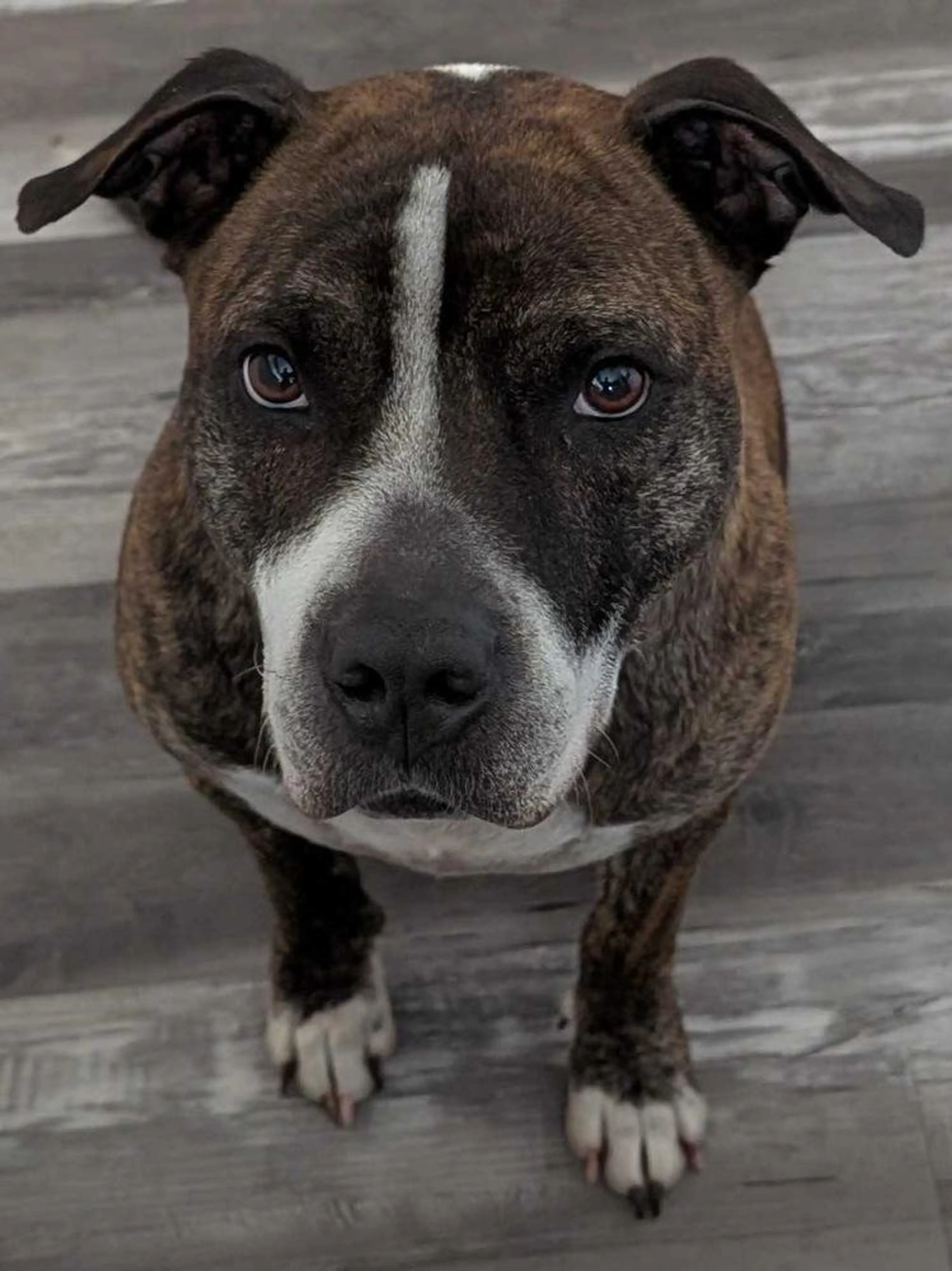 Found pet-2