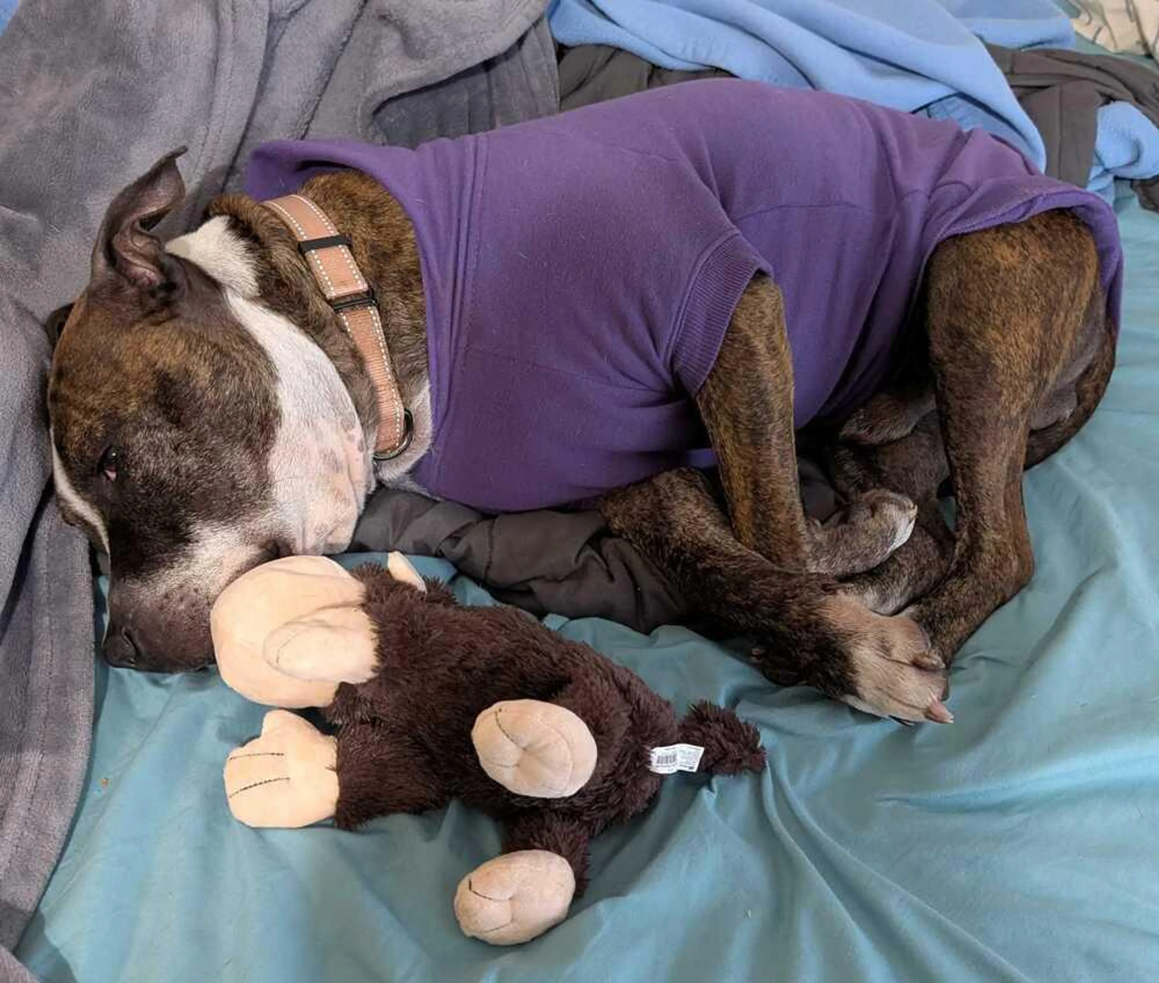 Found pet-5