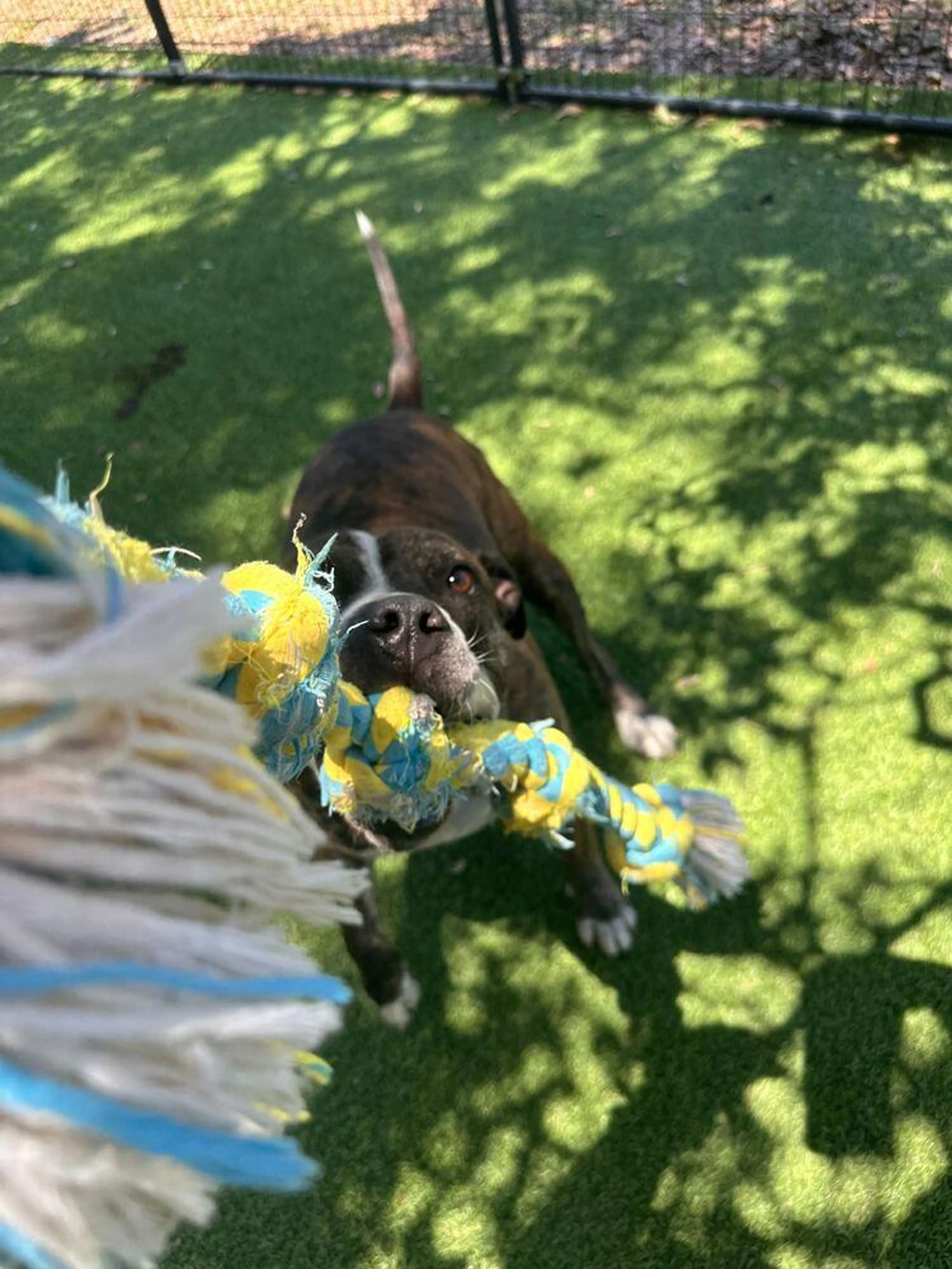 Found pet-4
