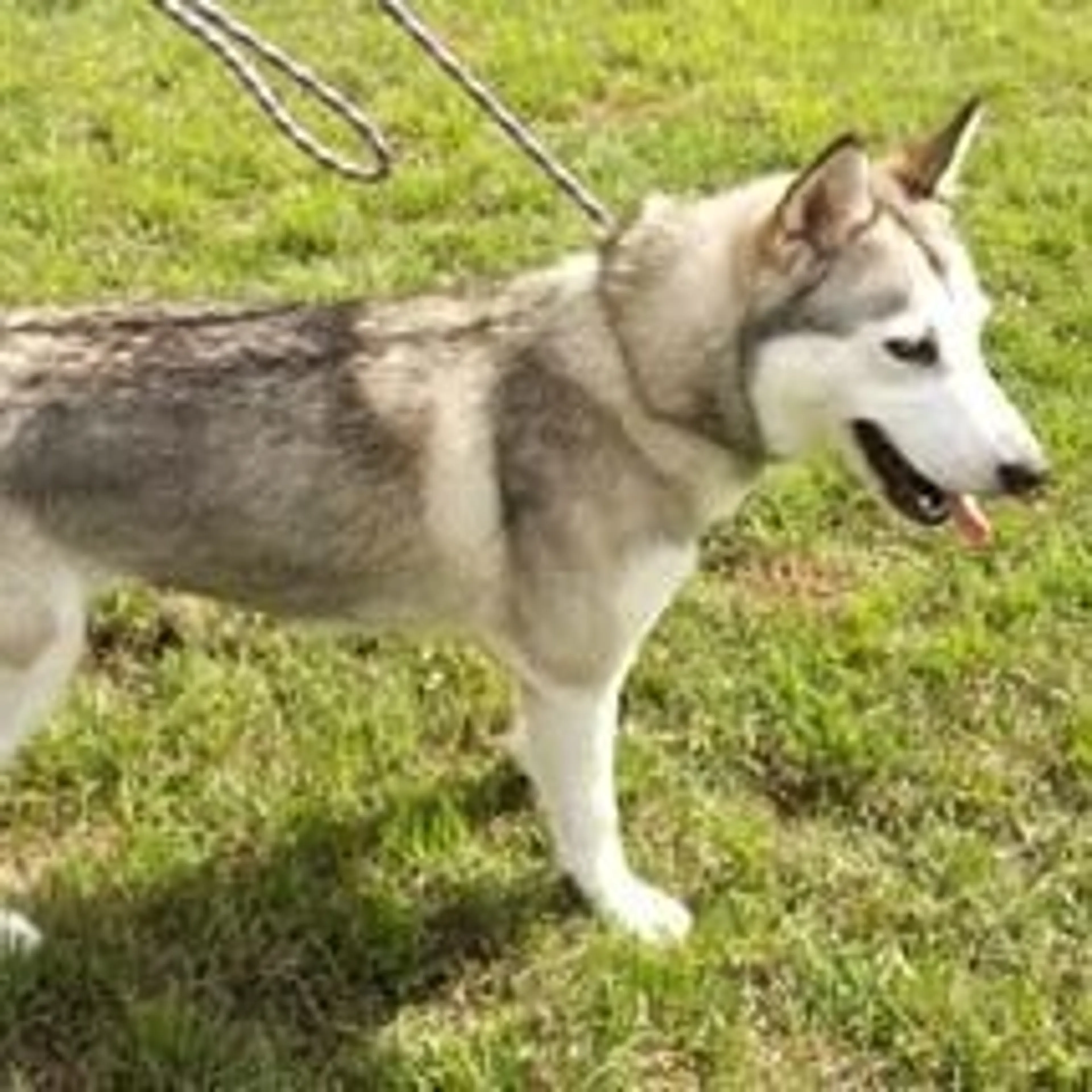 Found pet
