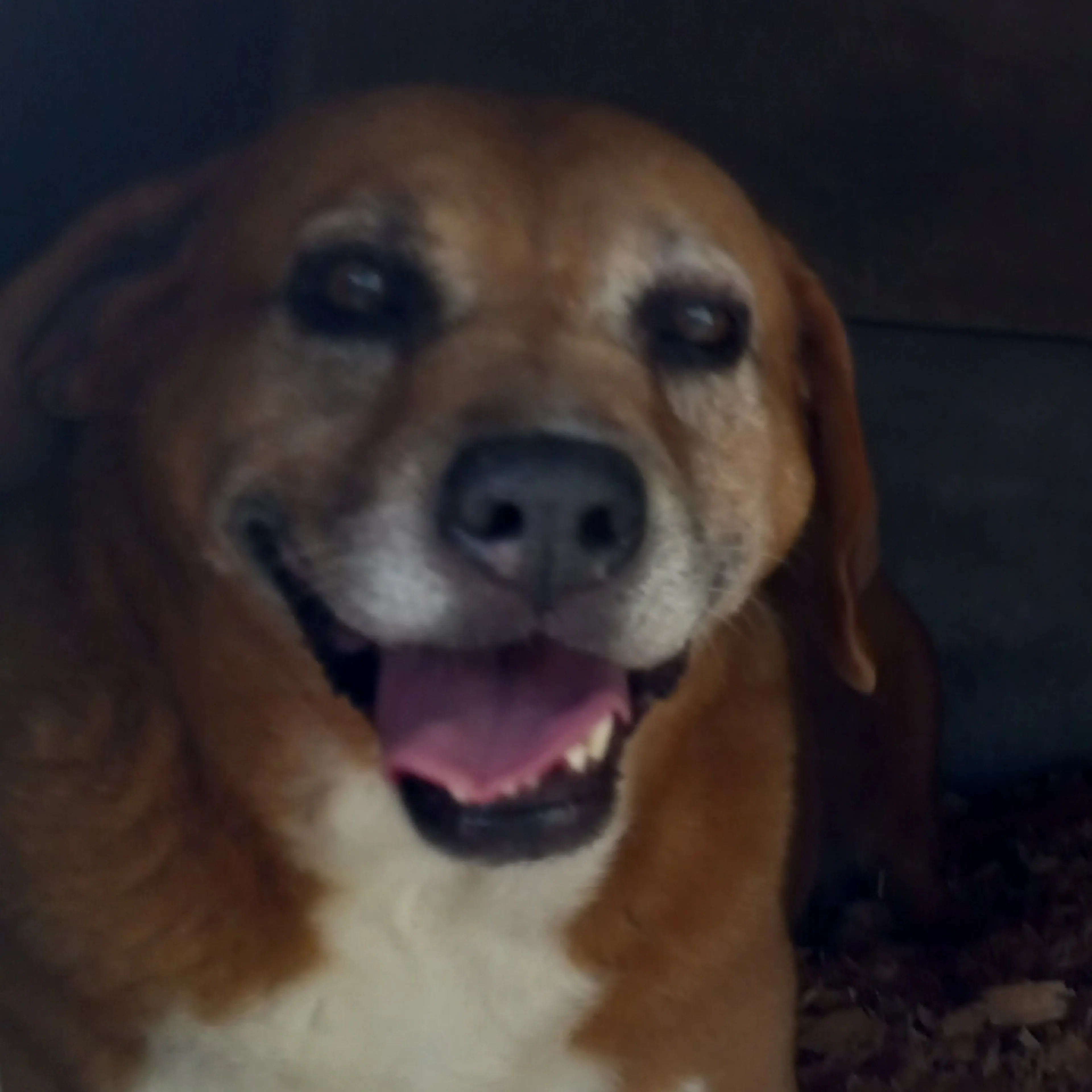 Found pet-2