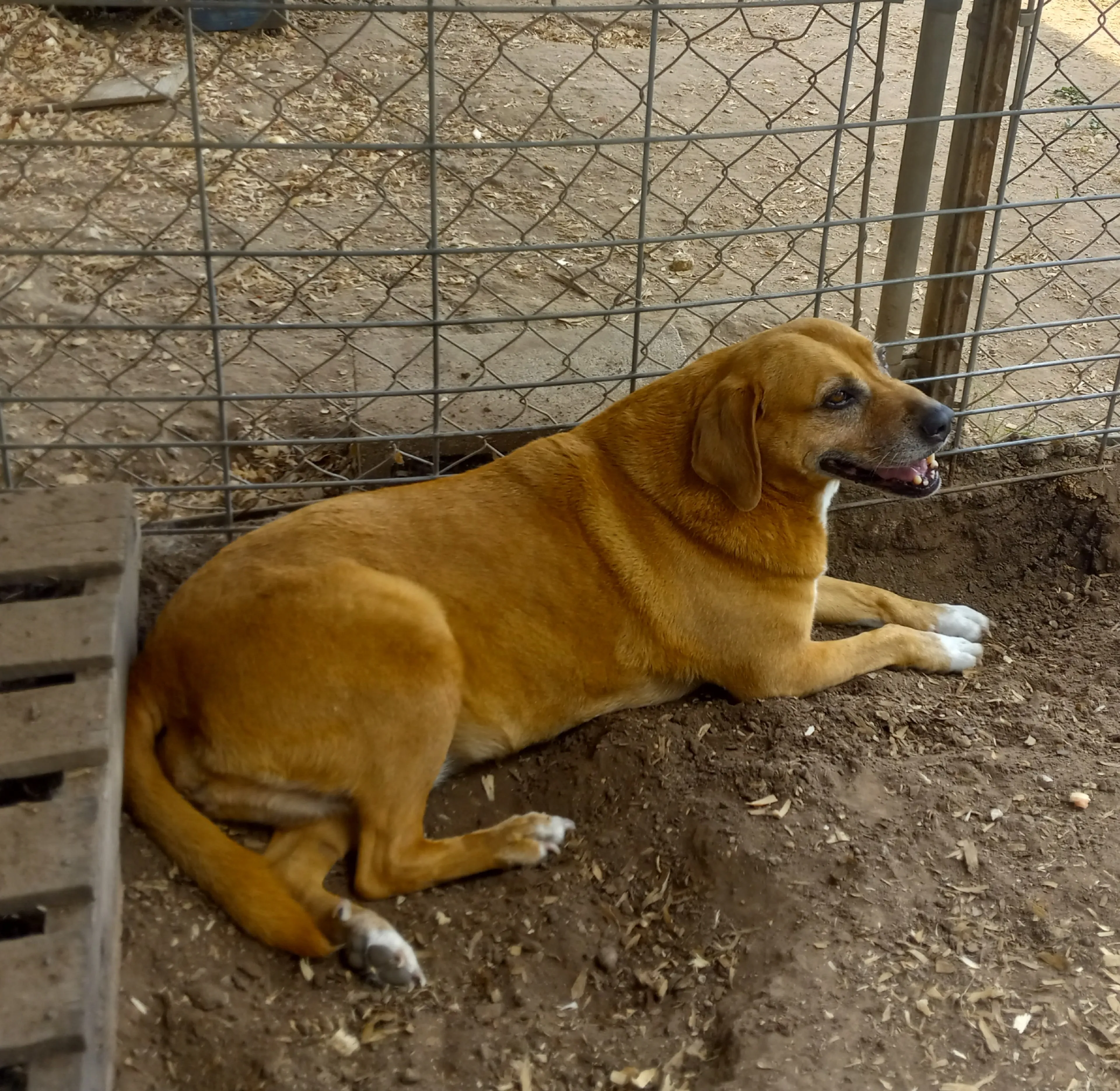 Found pet-0