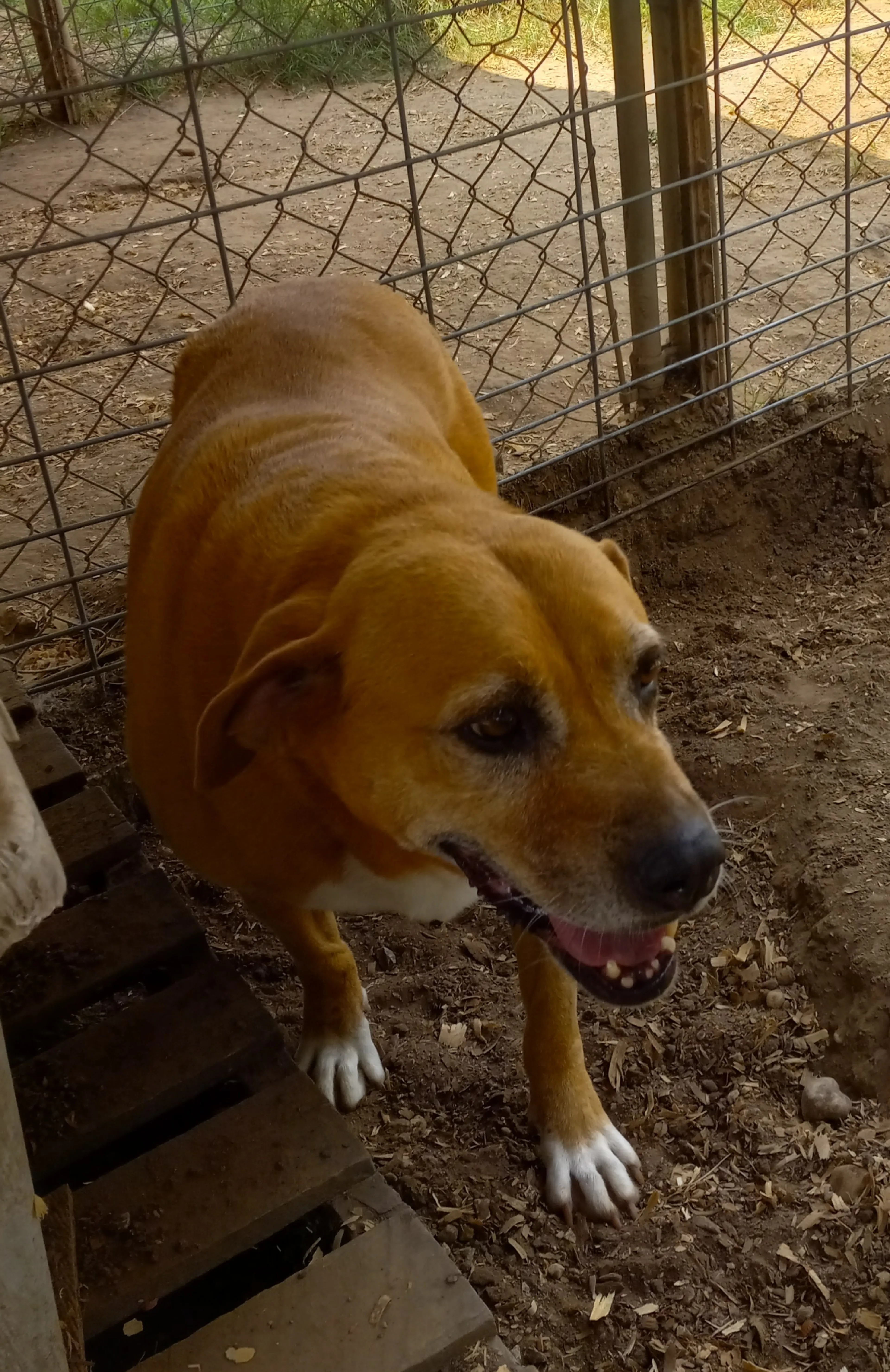 Found pet-1