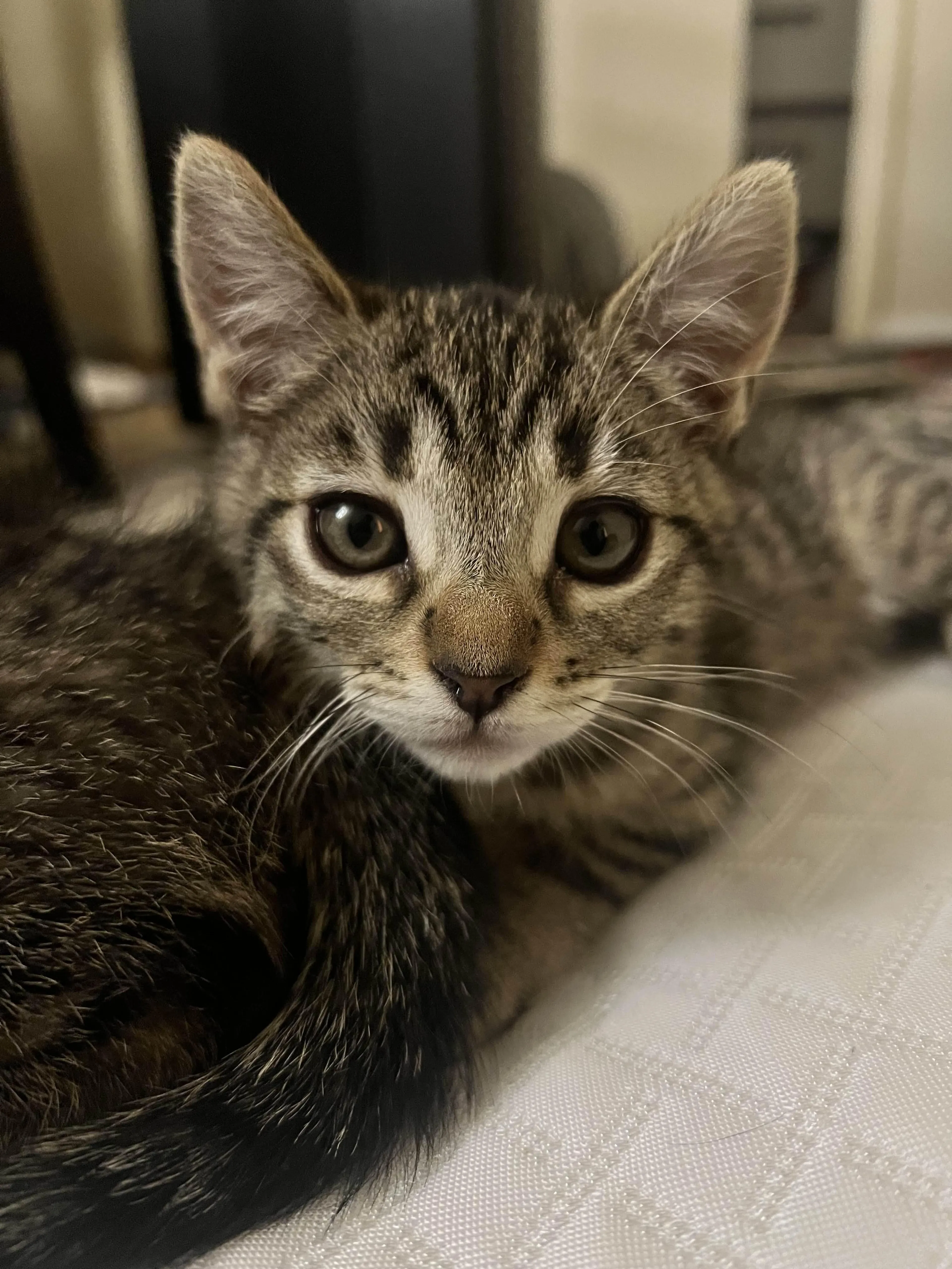 Found pet-3