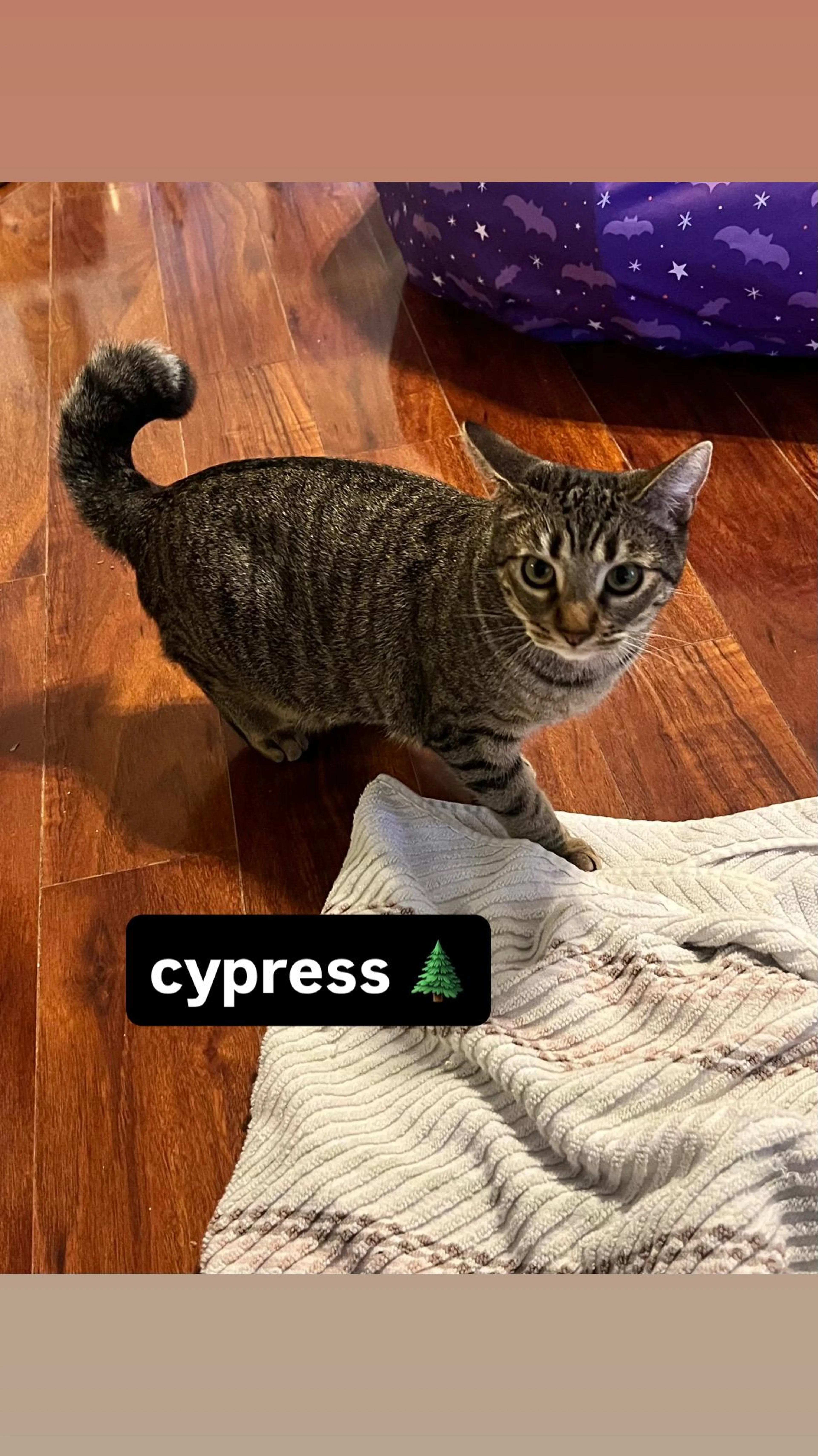 Found pet-4