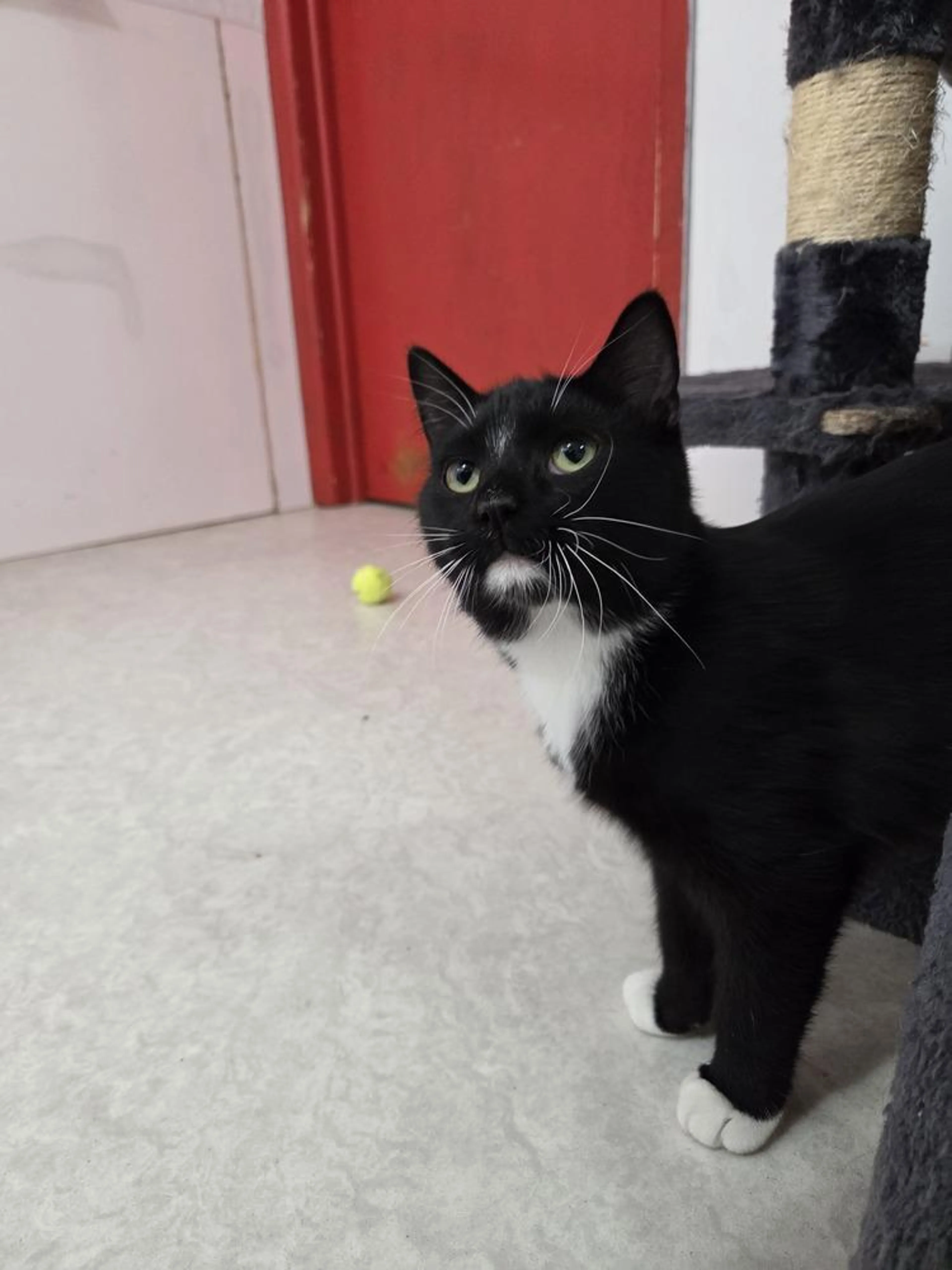 Found pet-3