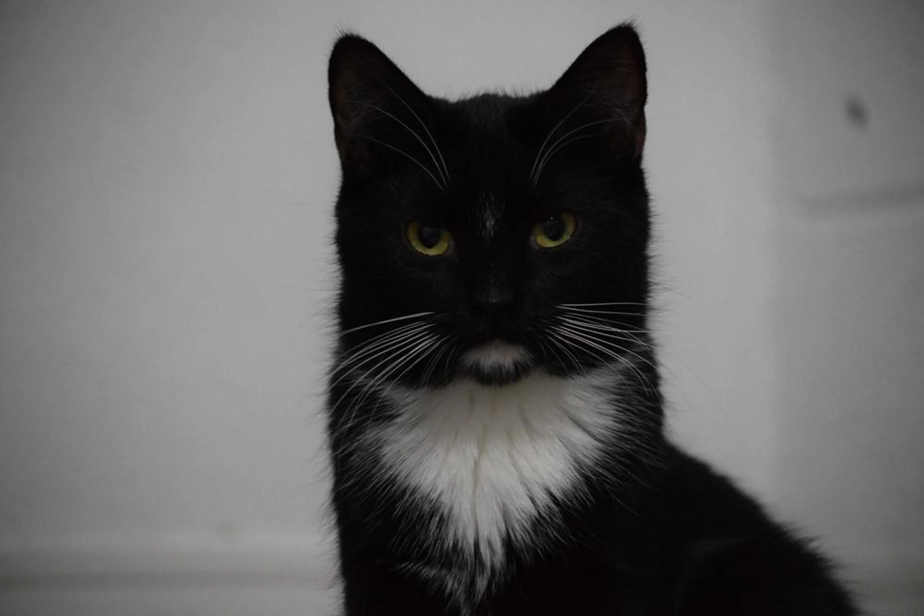 Found pet-1