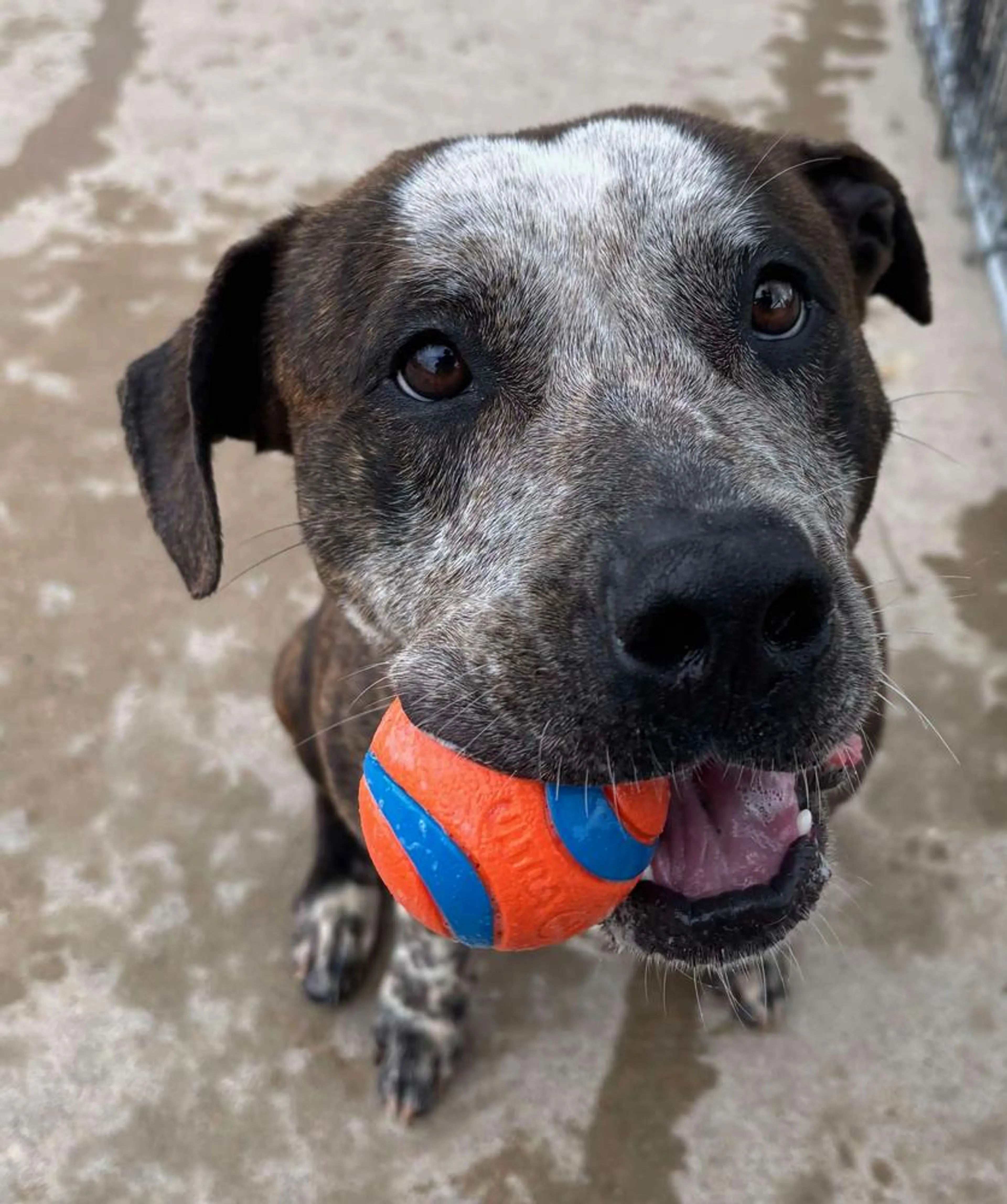 Found pet-4