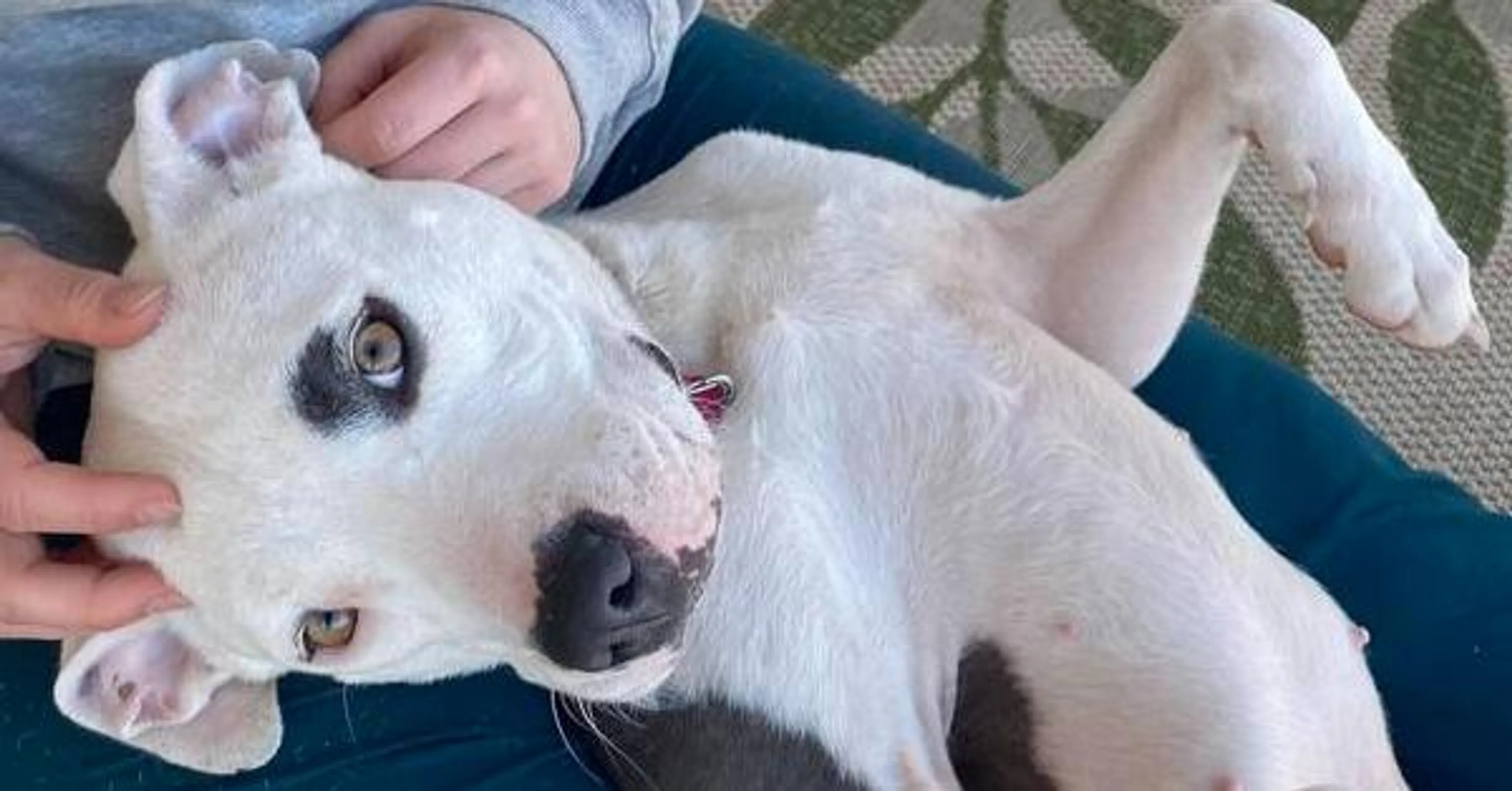 Found pet-4