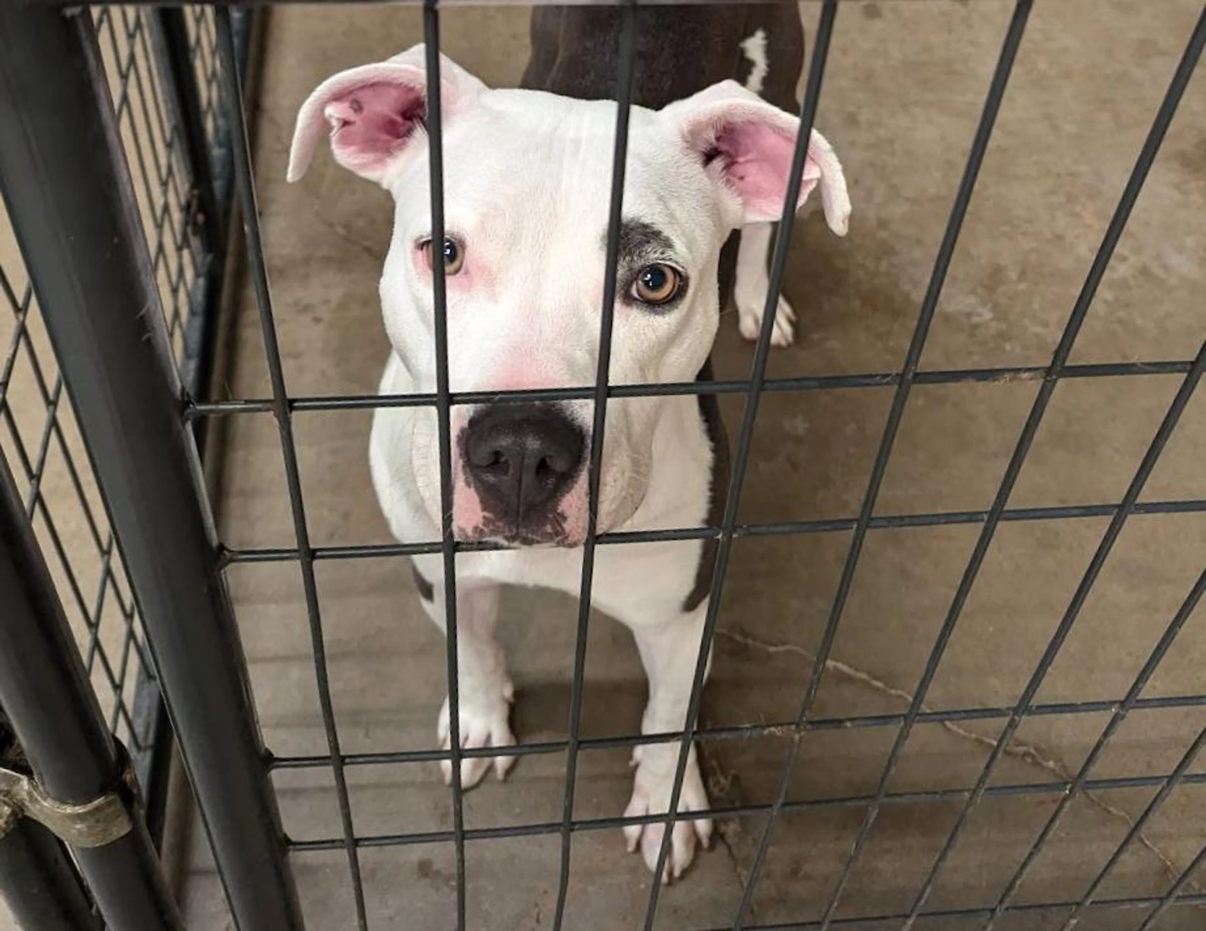 Found pet-3