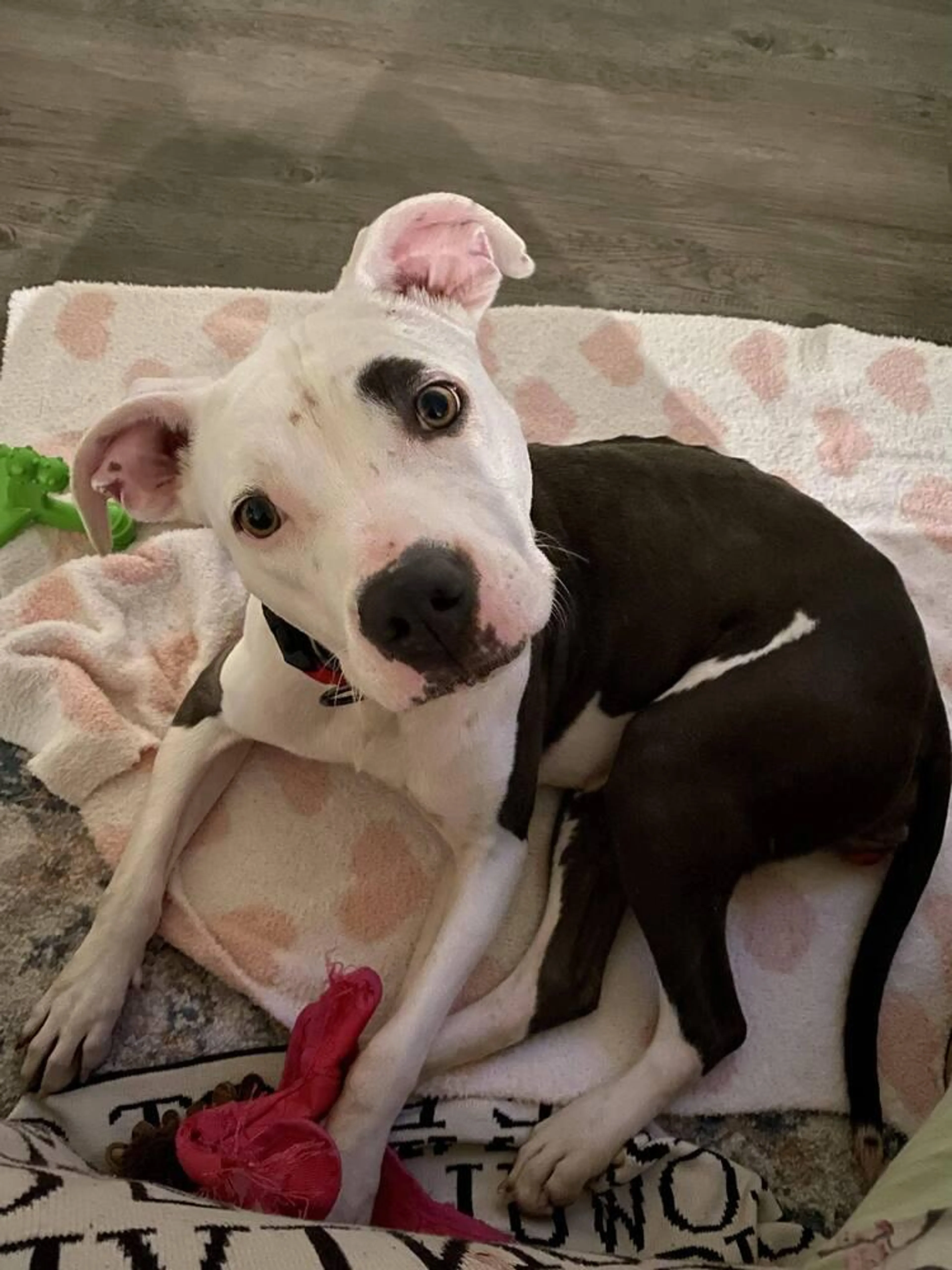 Found pet-2