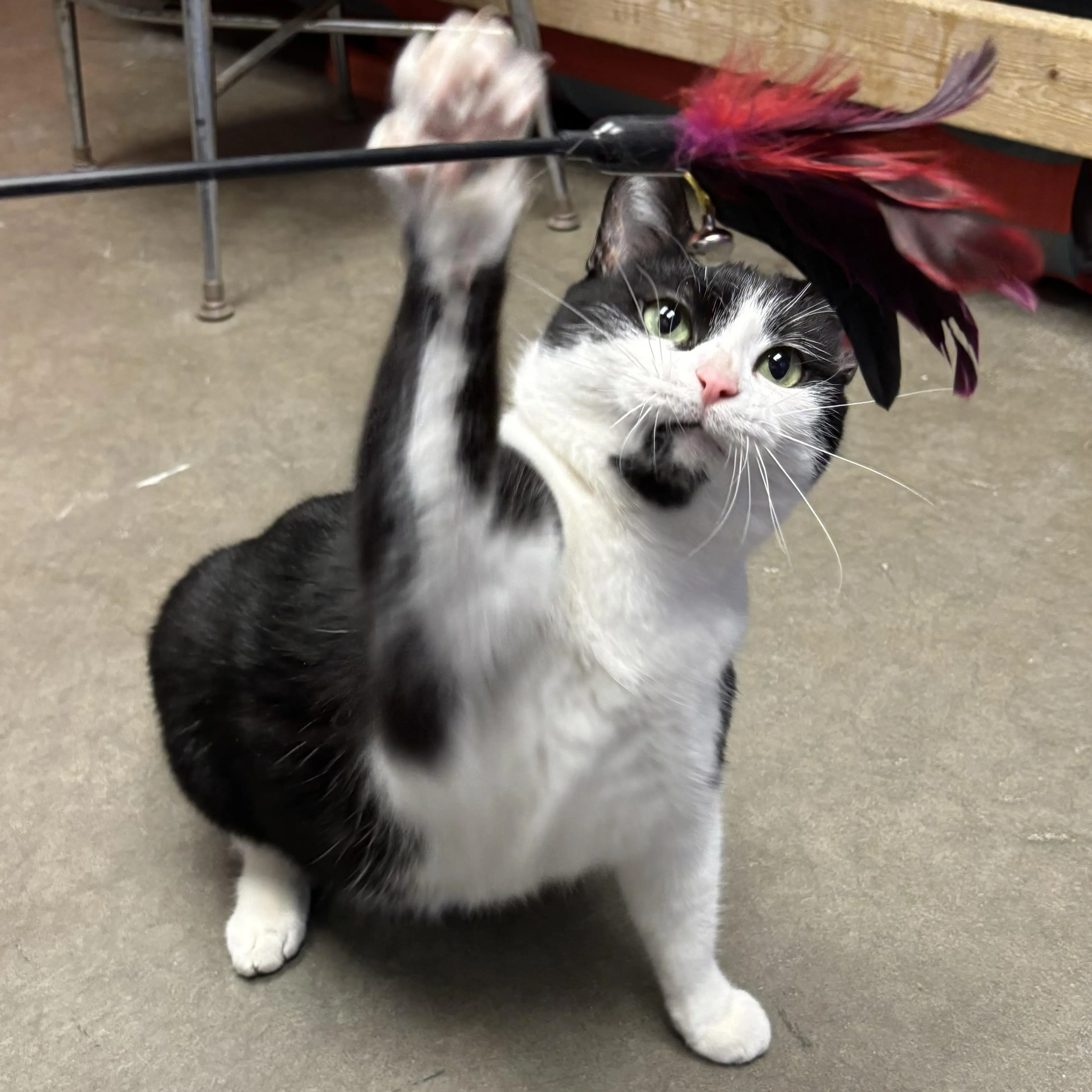 Found pet-1