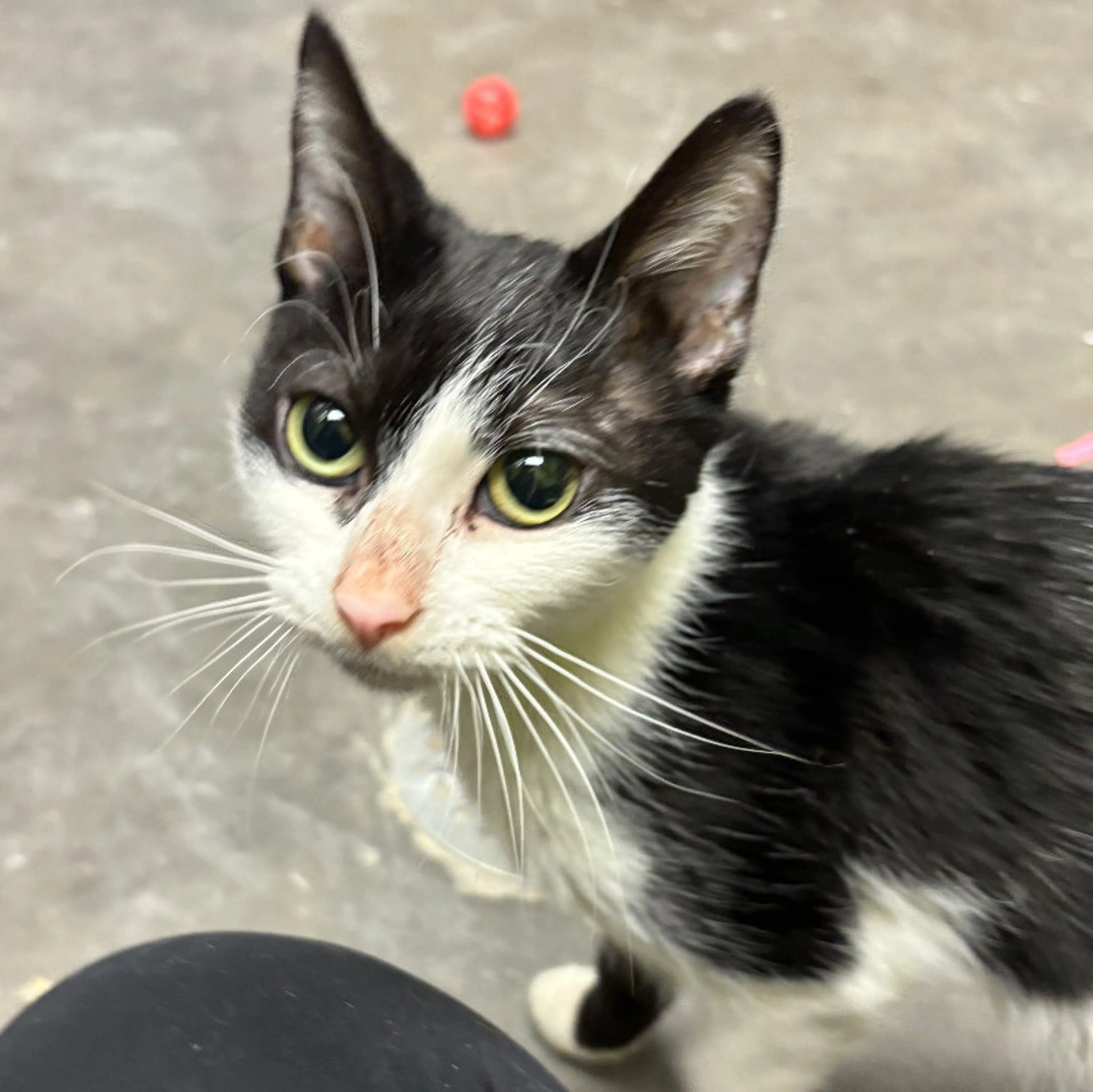 Found pet-2