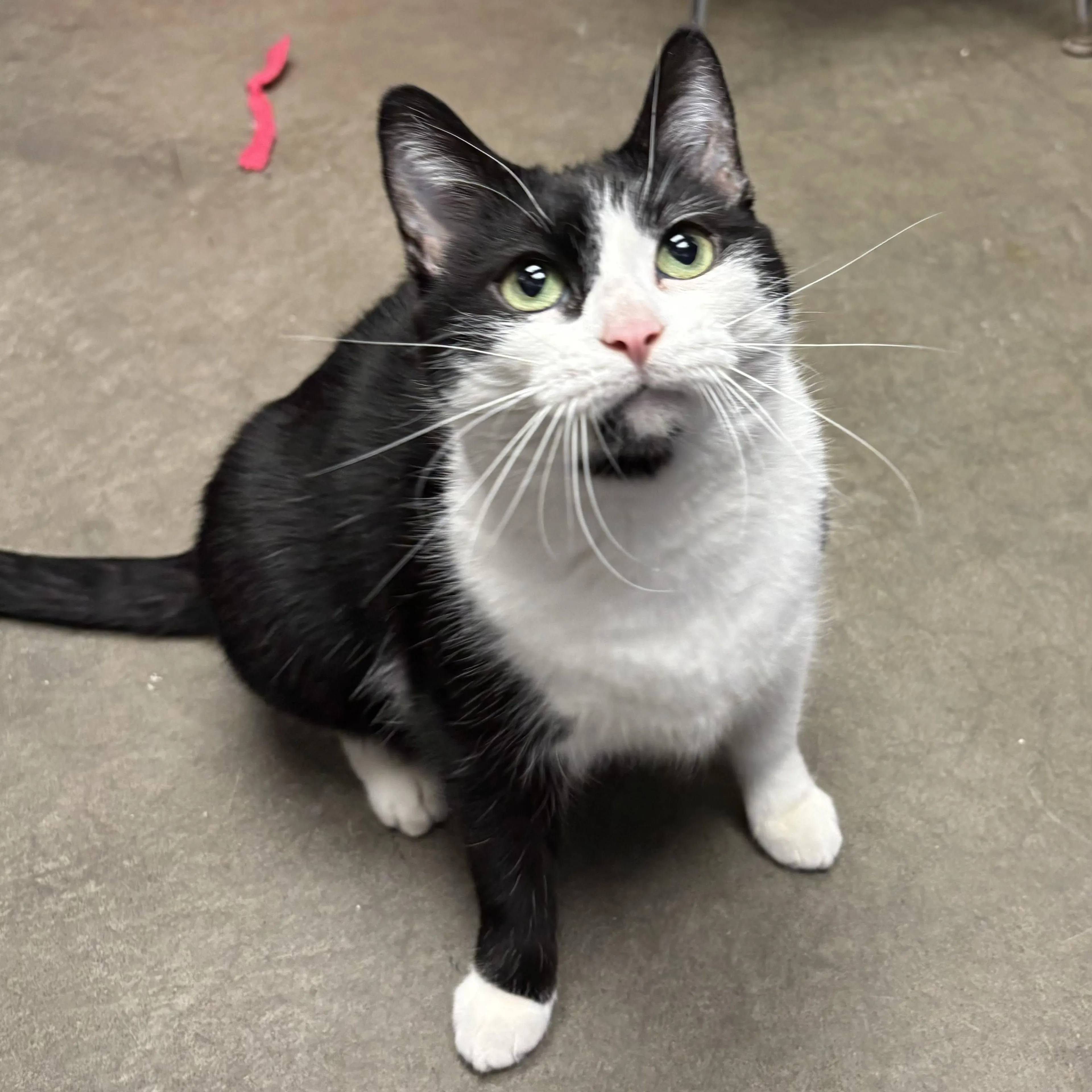 Found pet-5