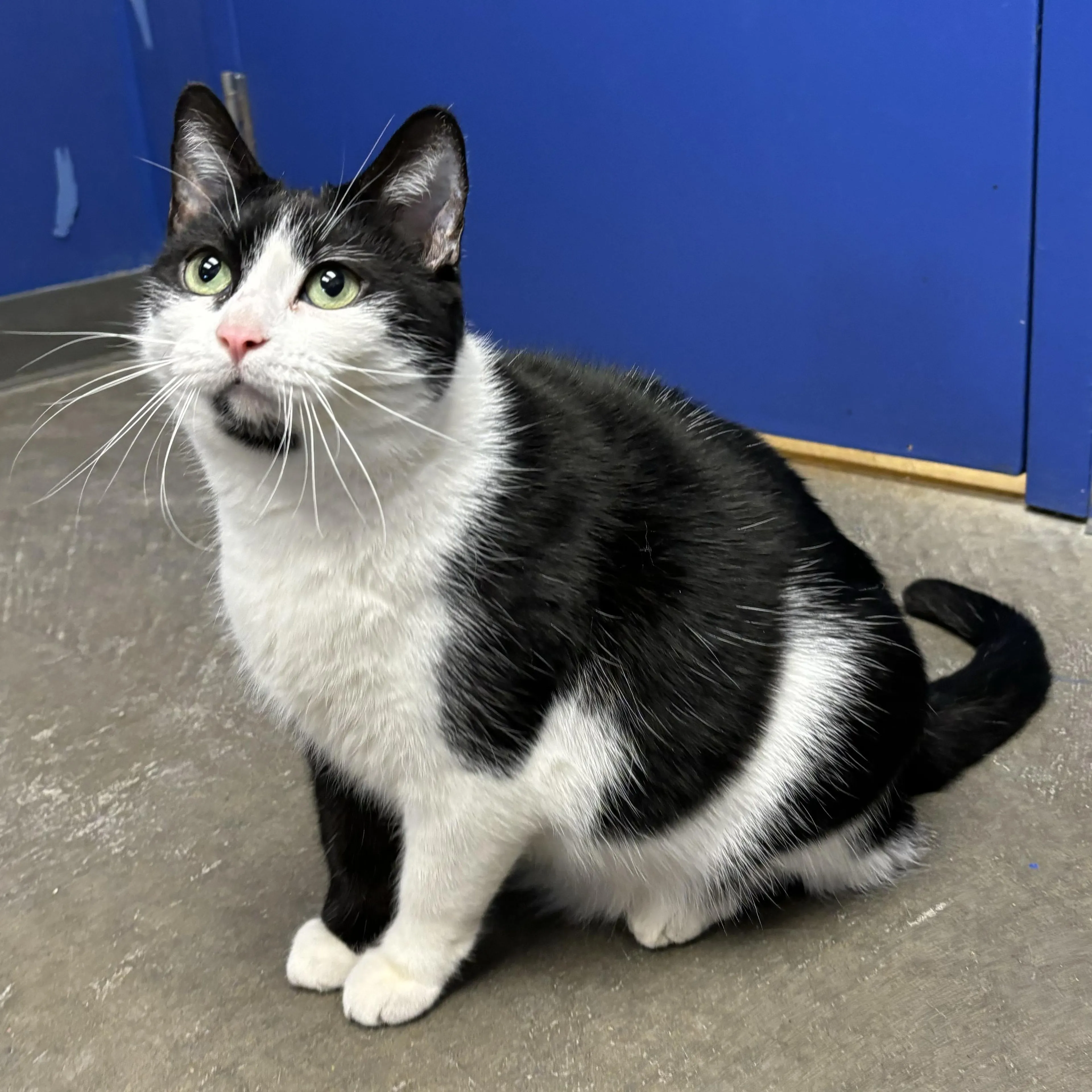 Found pet-3