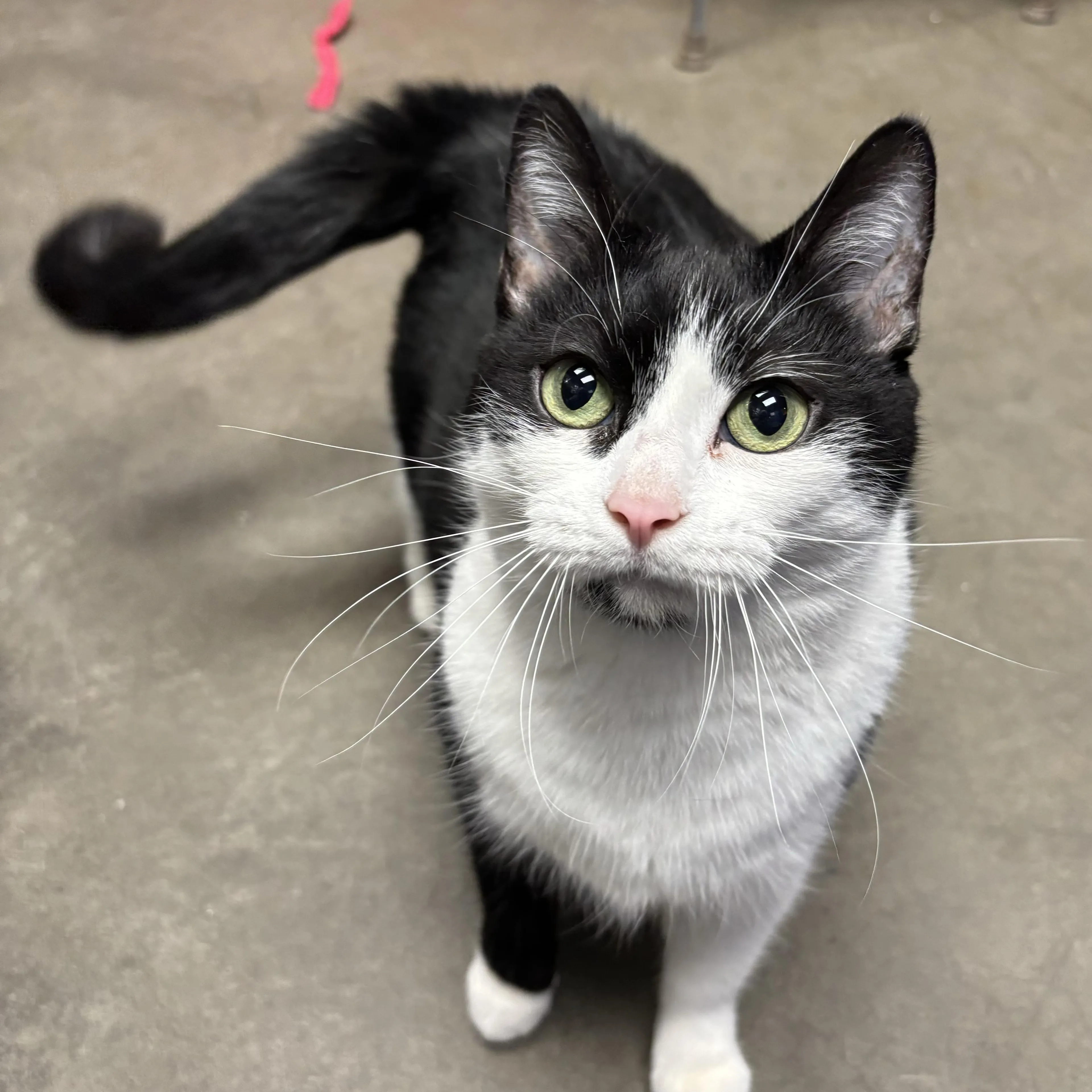 Found pet-4