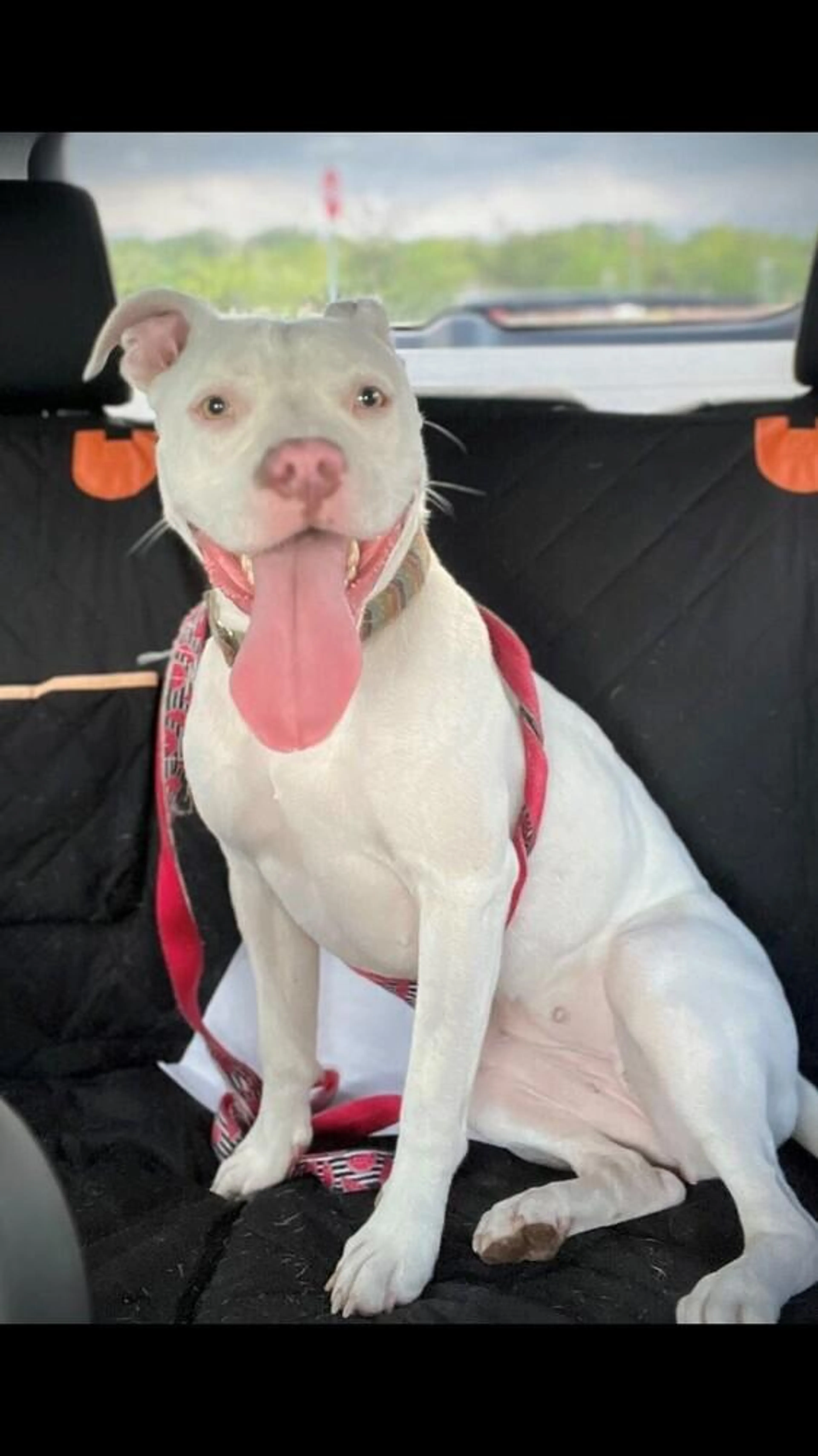 Found pet-1