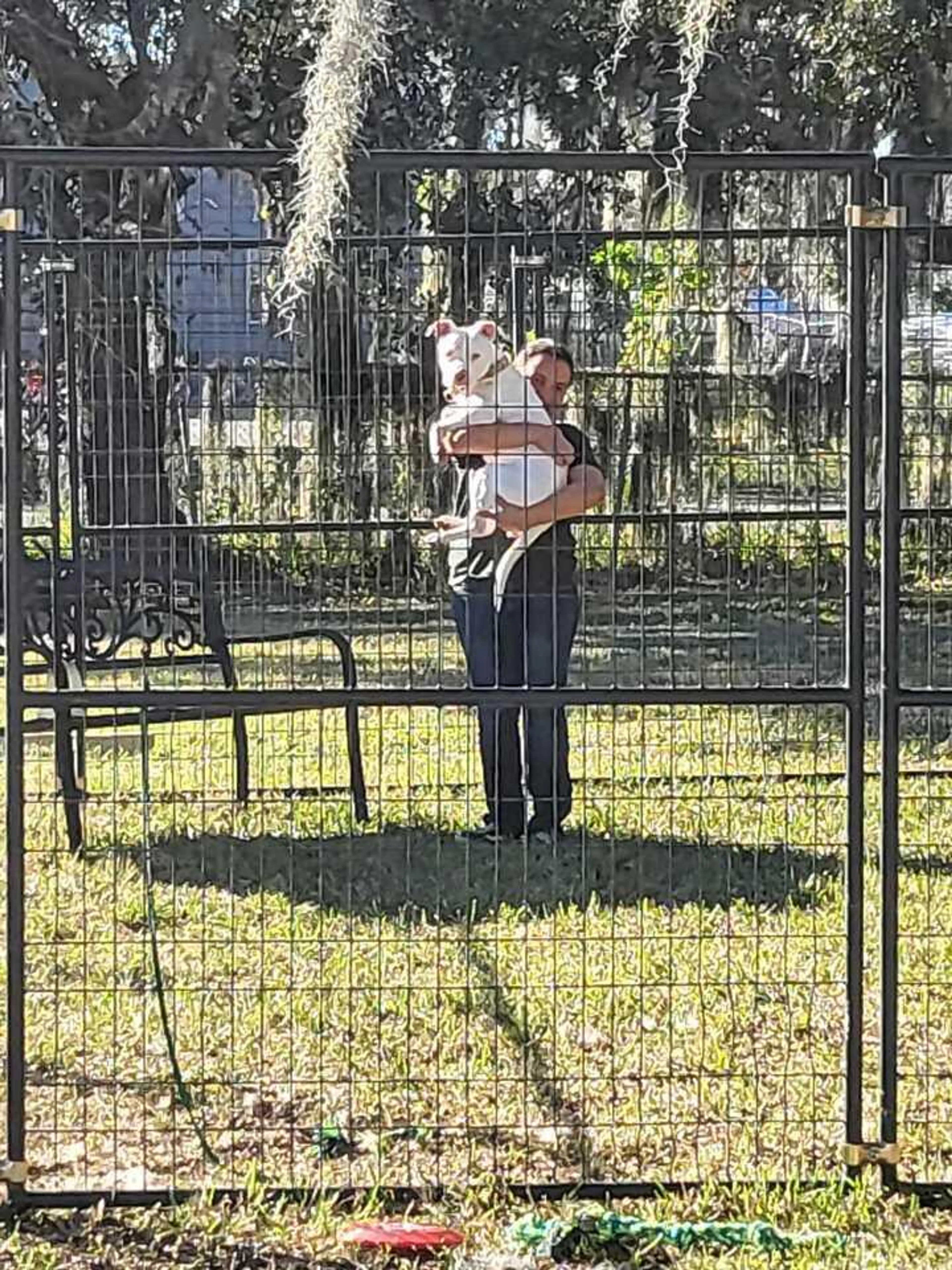 Found pet-4