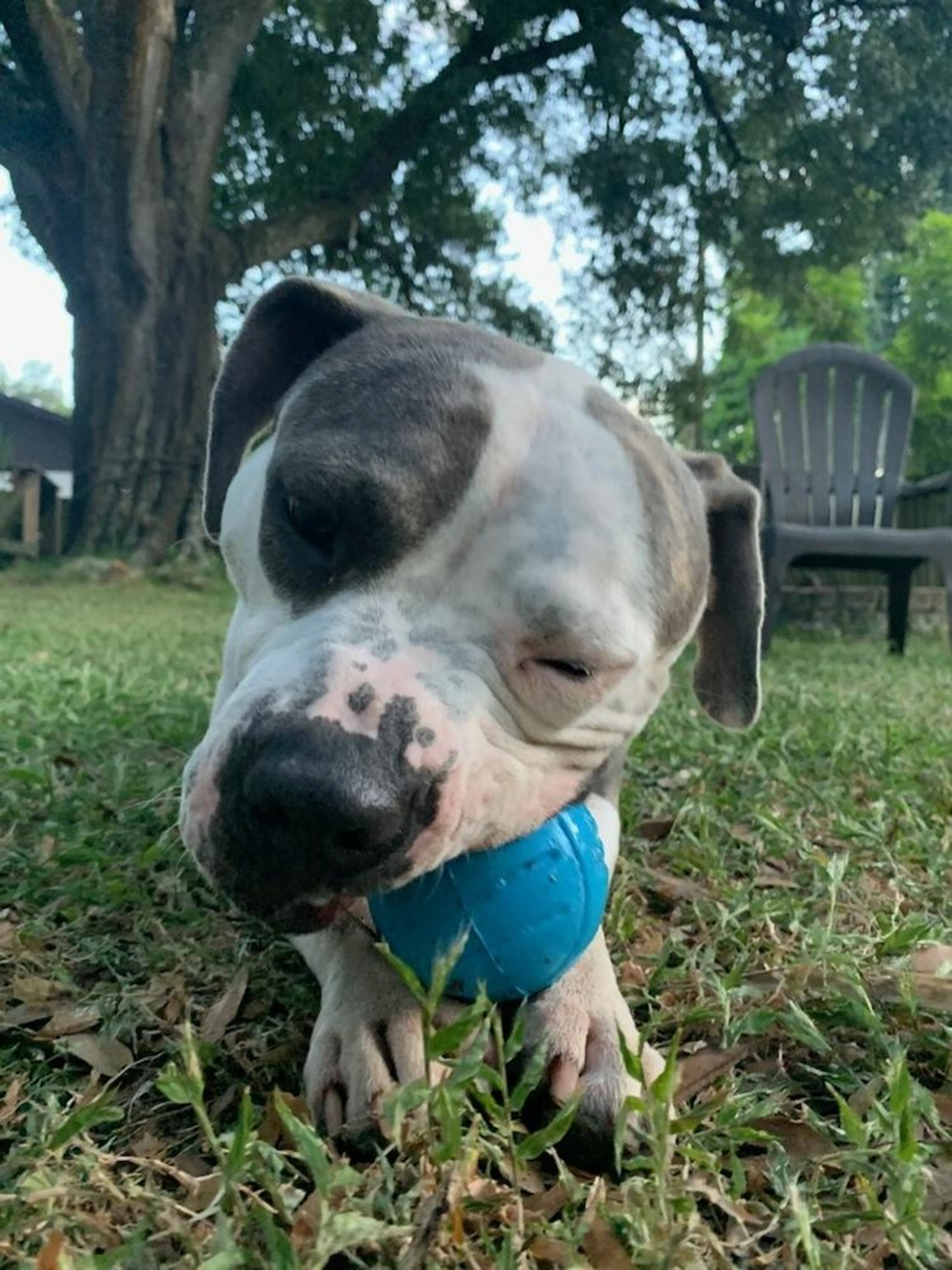 Found pet-4