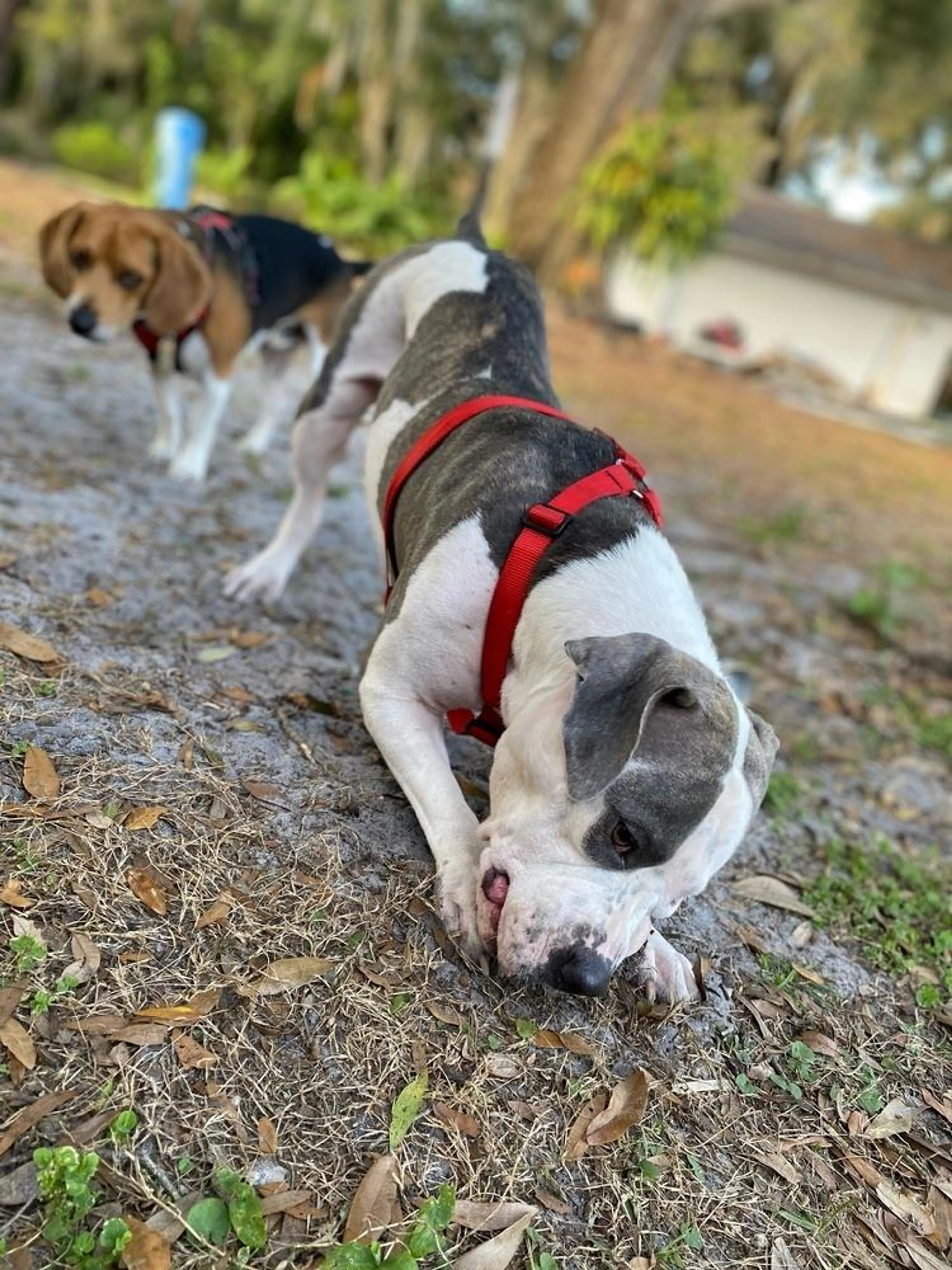 Found pet-3